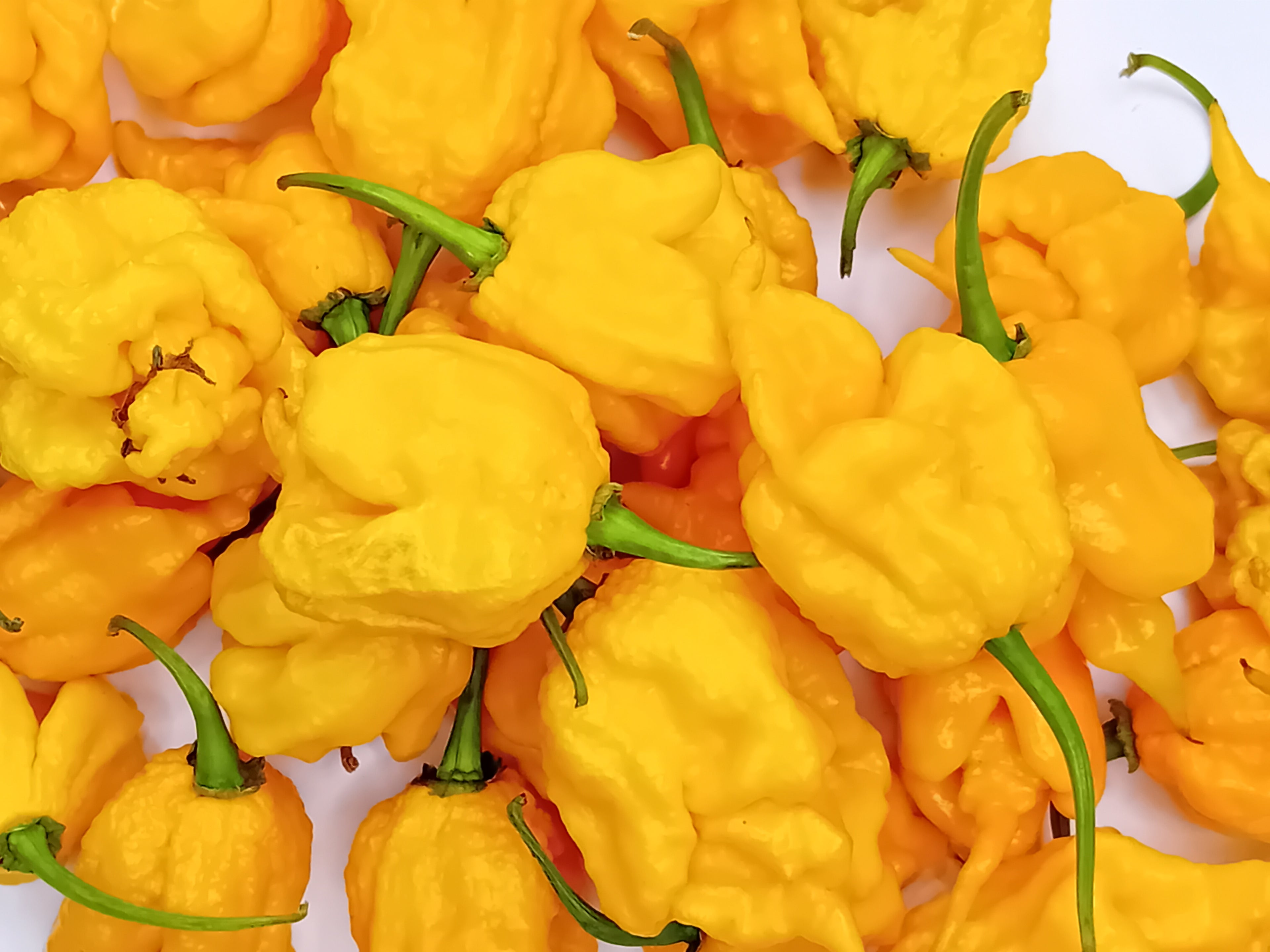 Seminţe Ardei - Carolina Reaper Orange