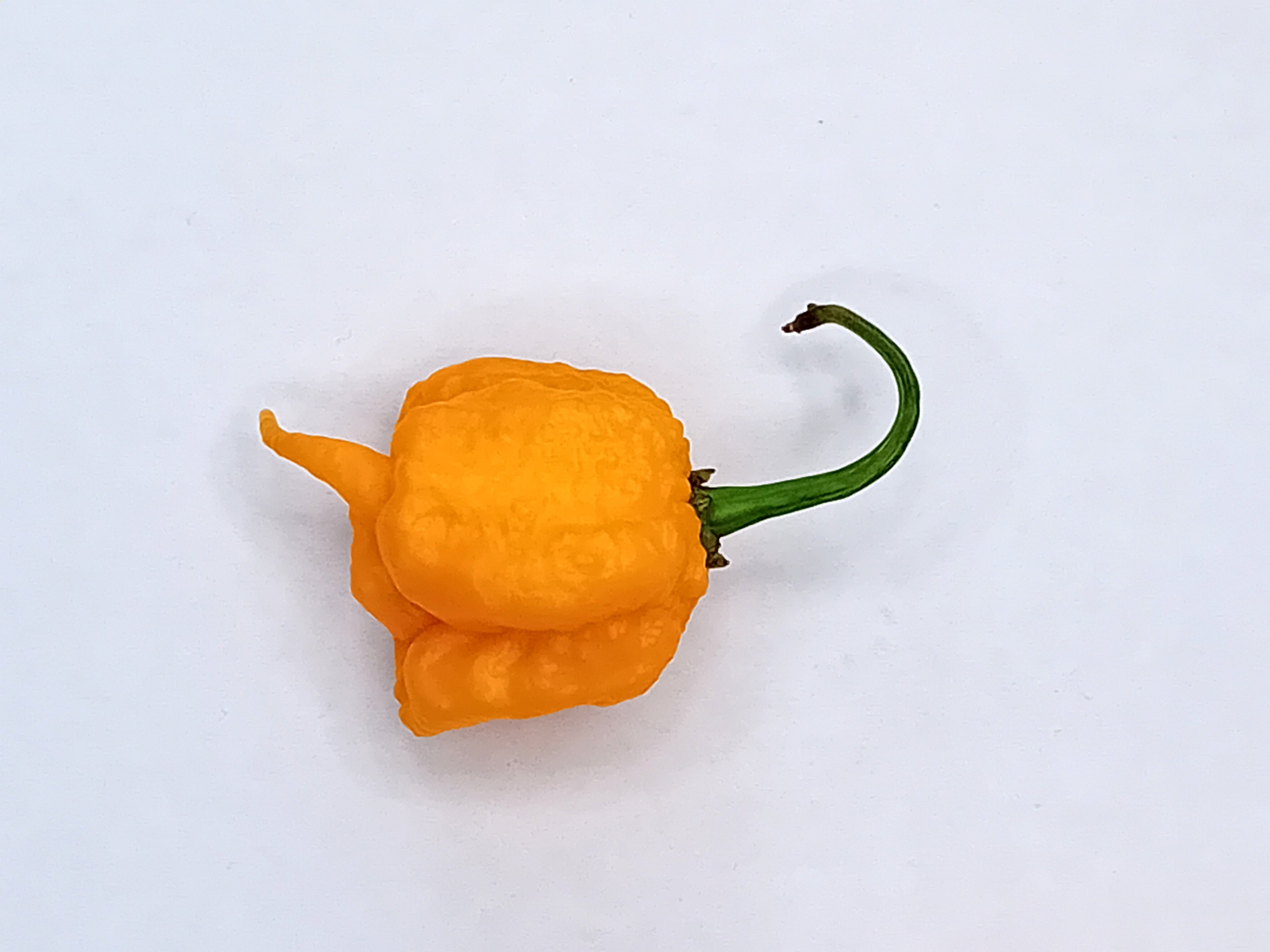 Seminţe Ardei - Carolina Reaper Orange