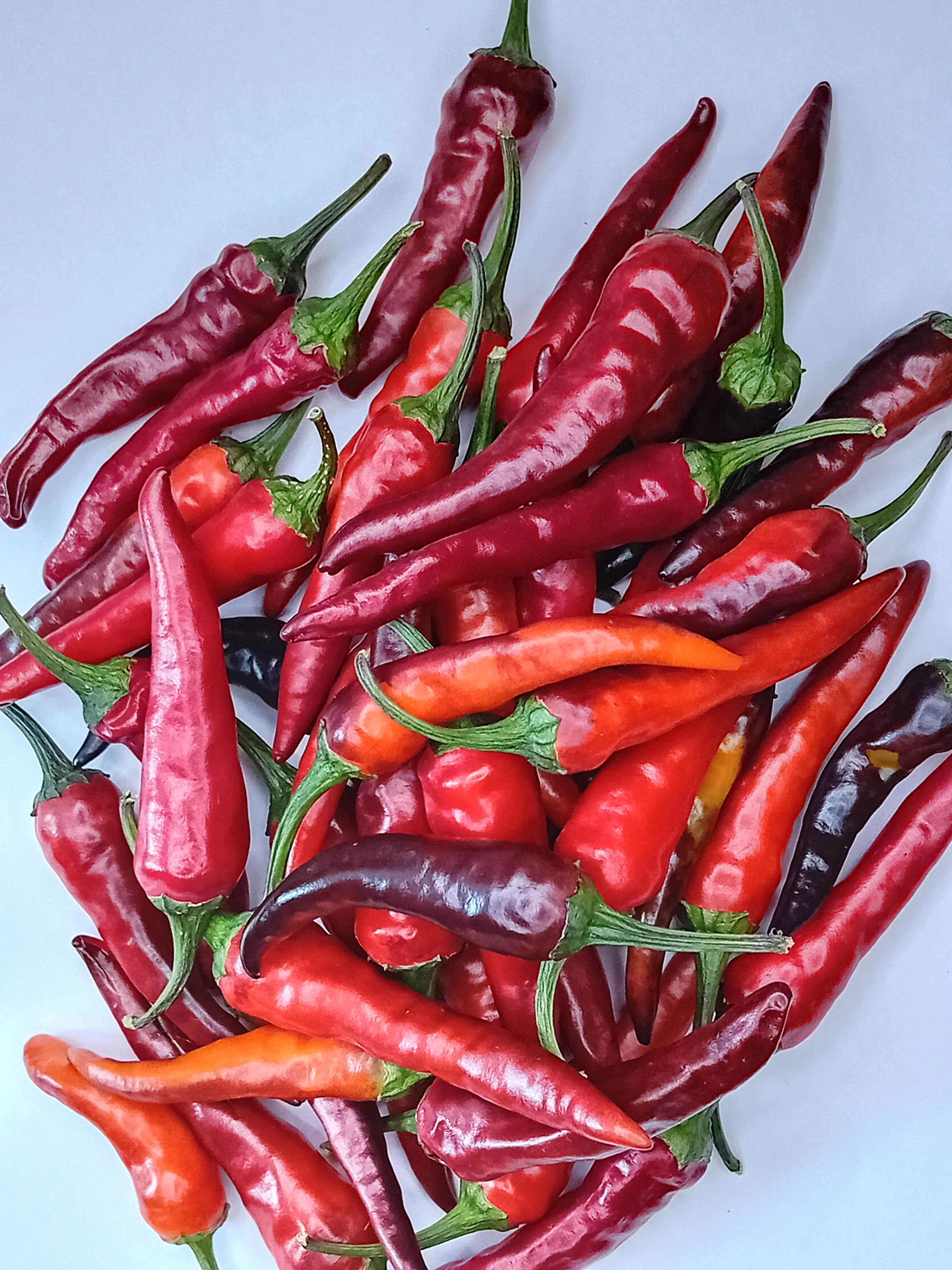 Răsad Ardei - Black Thai TQ