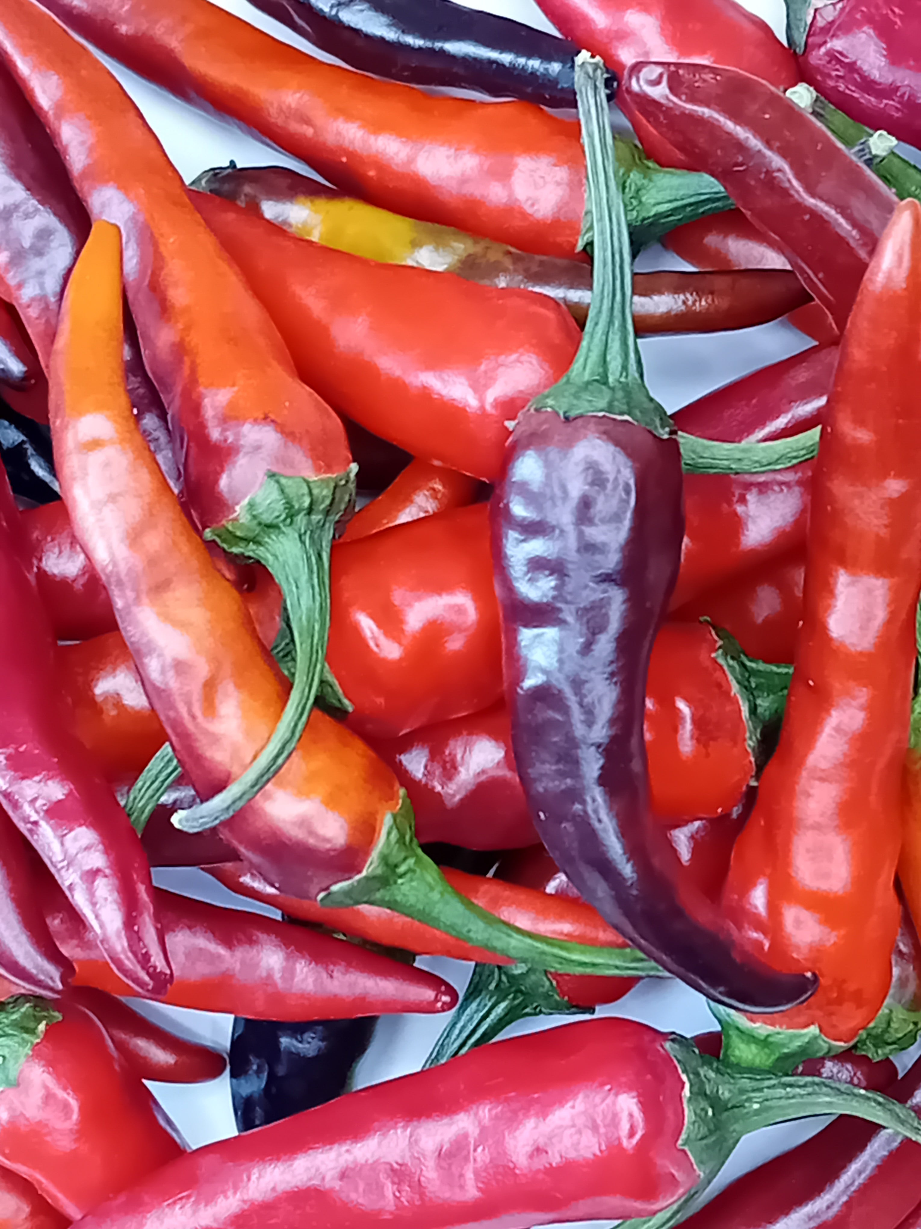 Răsad Ardei - Black Thai TQ