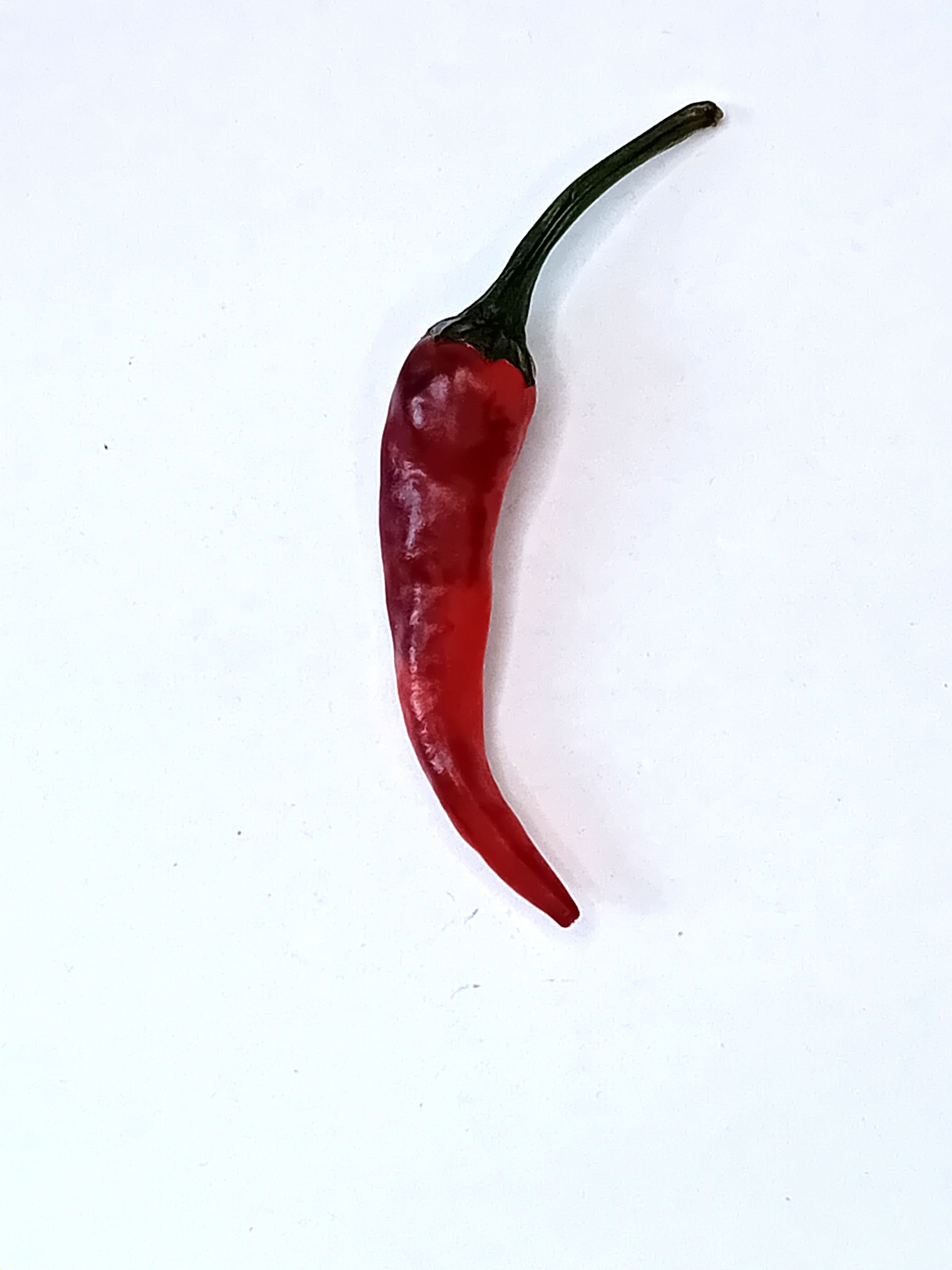 Răsad Ardei - Black Thai TQ