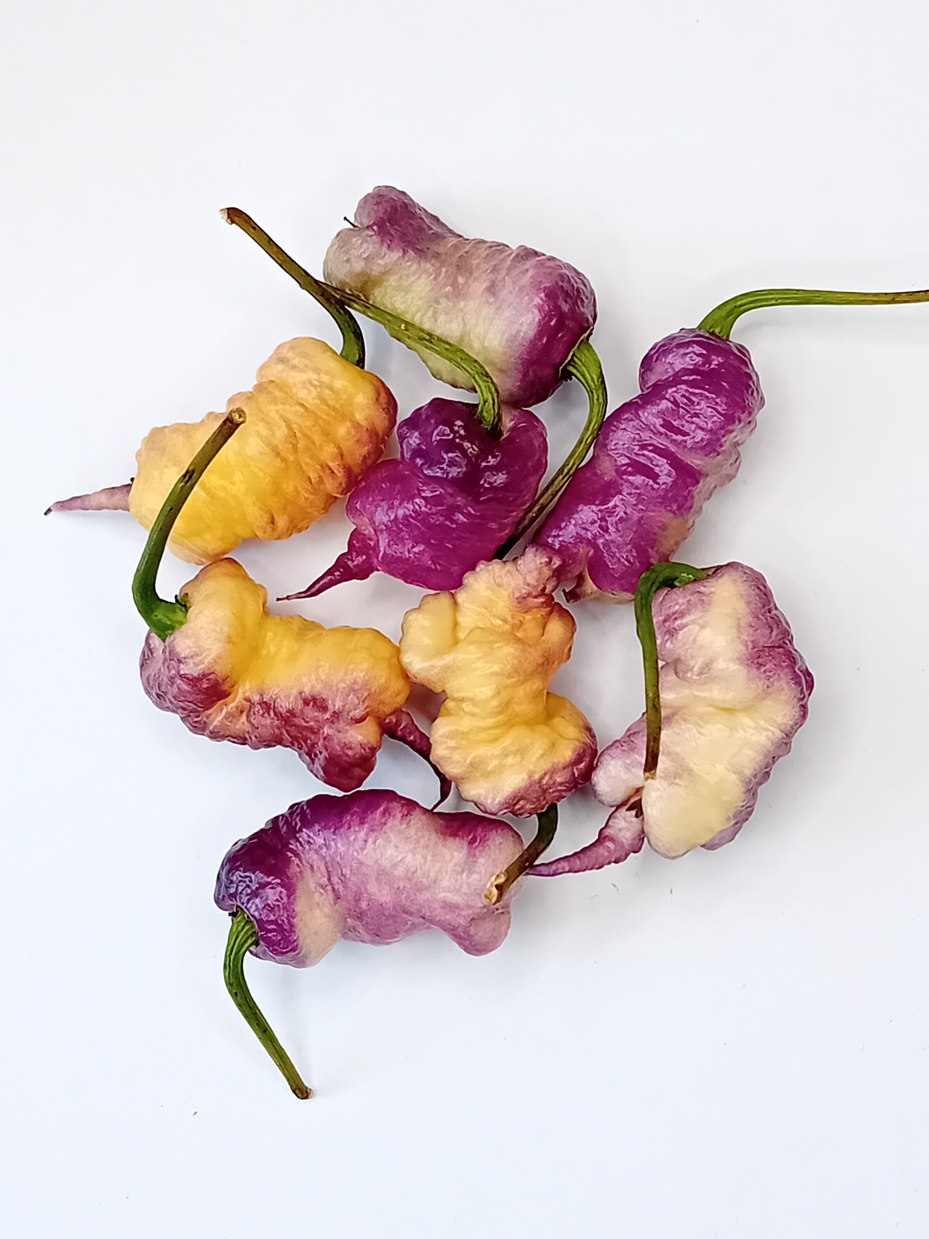 Seminţe Ardei - Carolina Reaper Pink