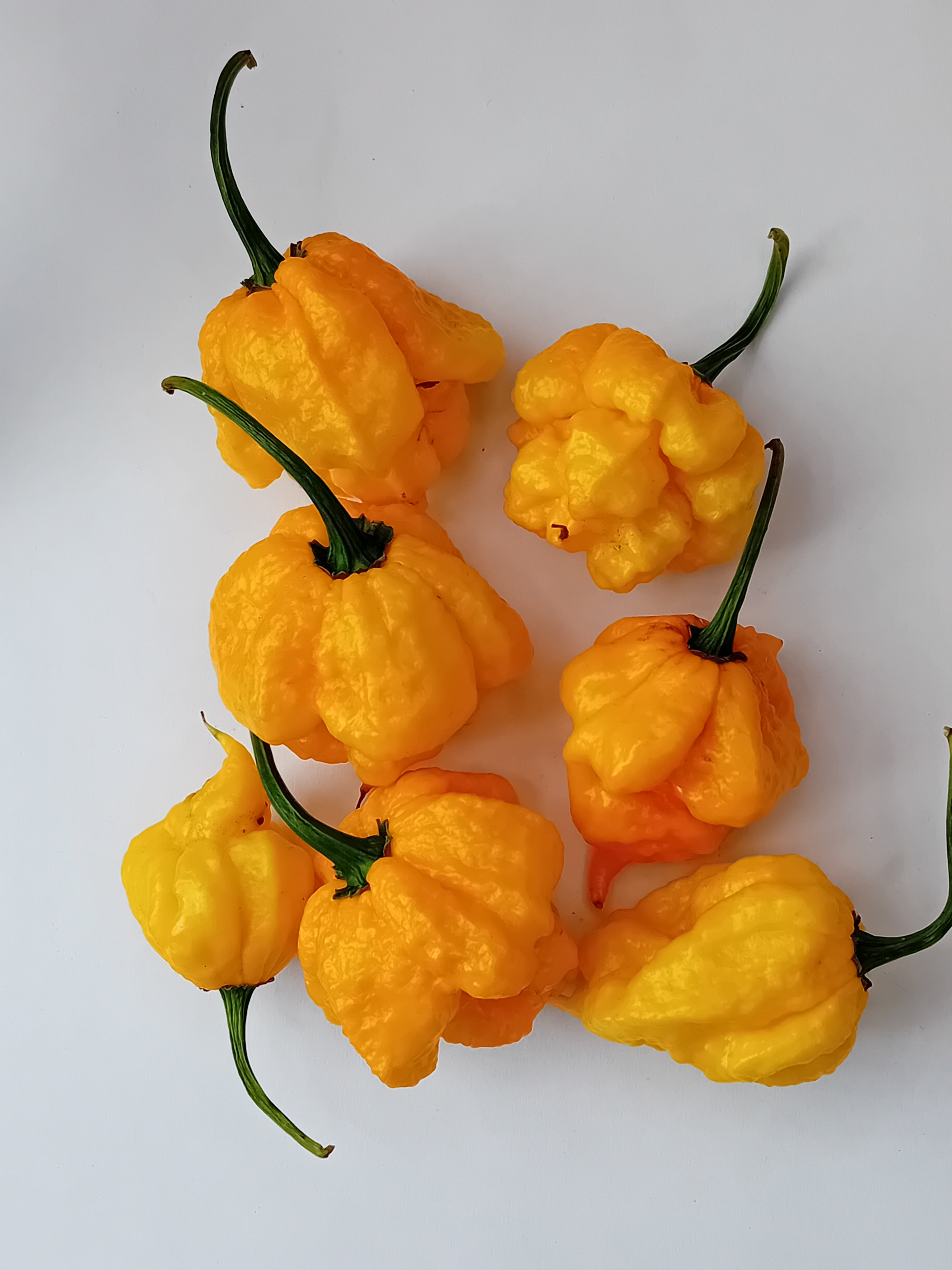 Seminţe Ardei - Scotch Brains (7 Pot Pheno)