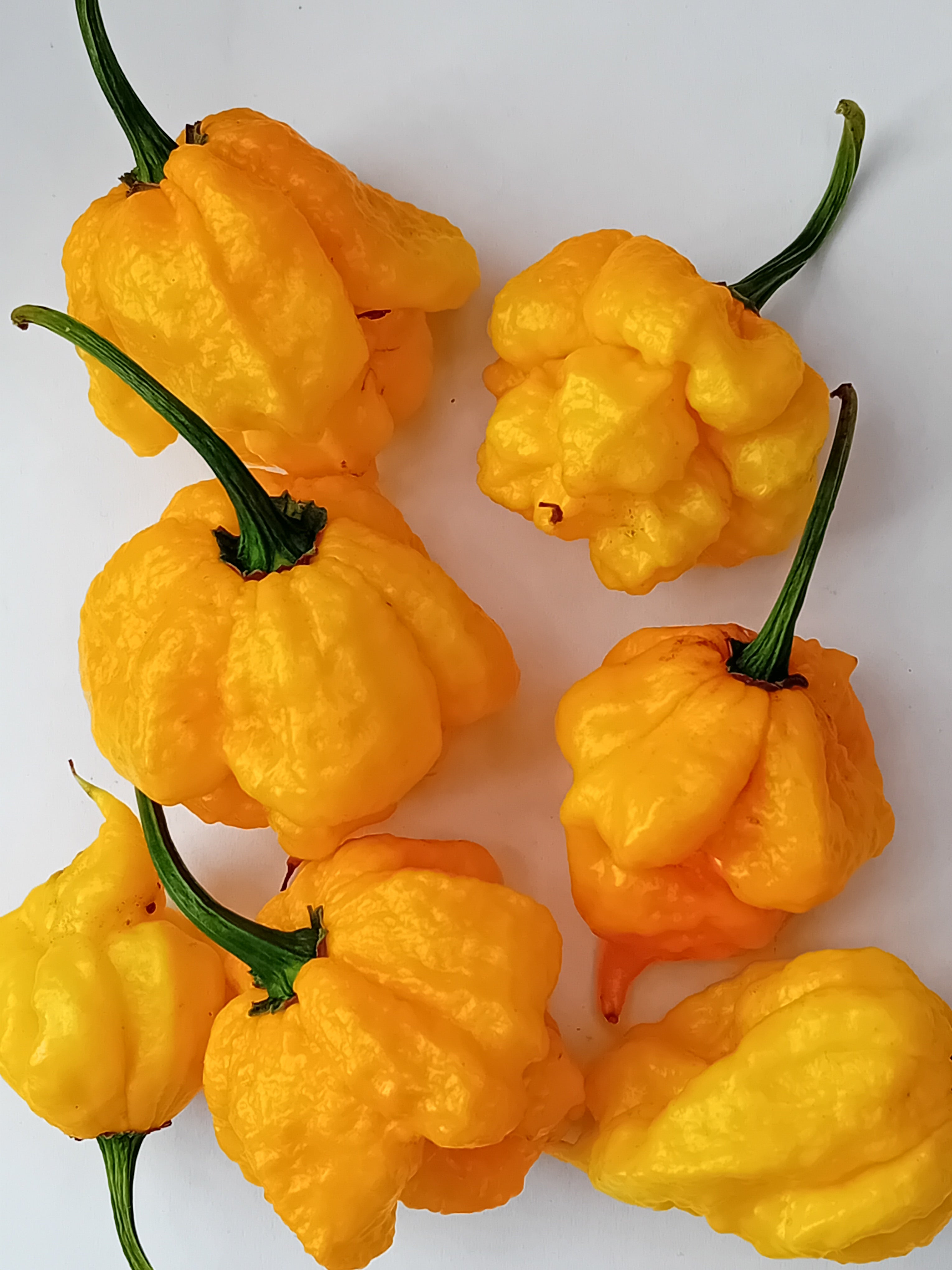 Seminţe Ardei - Scotch Brains (7 Pot Pheno)