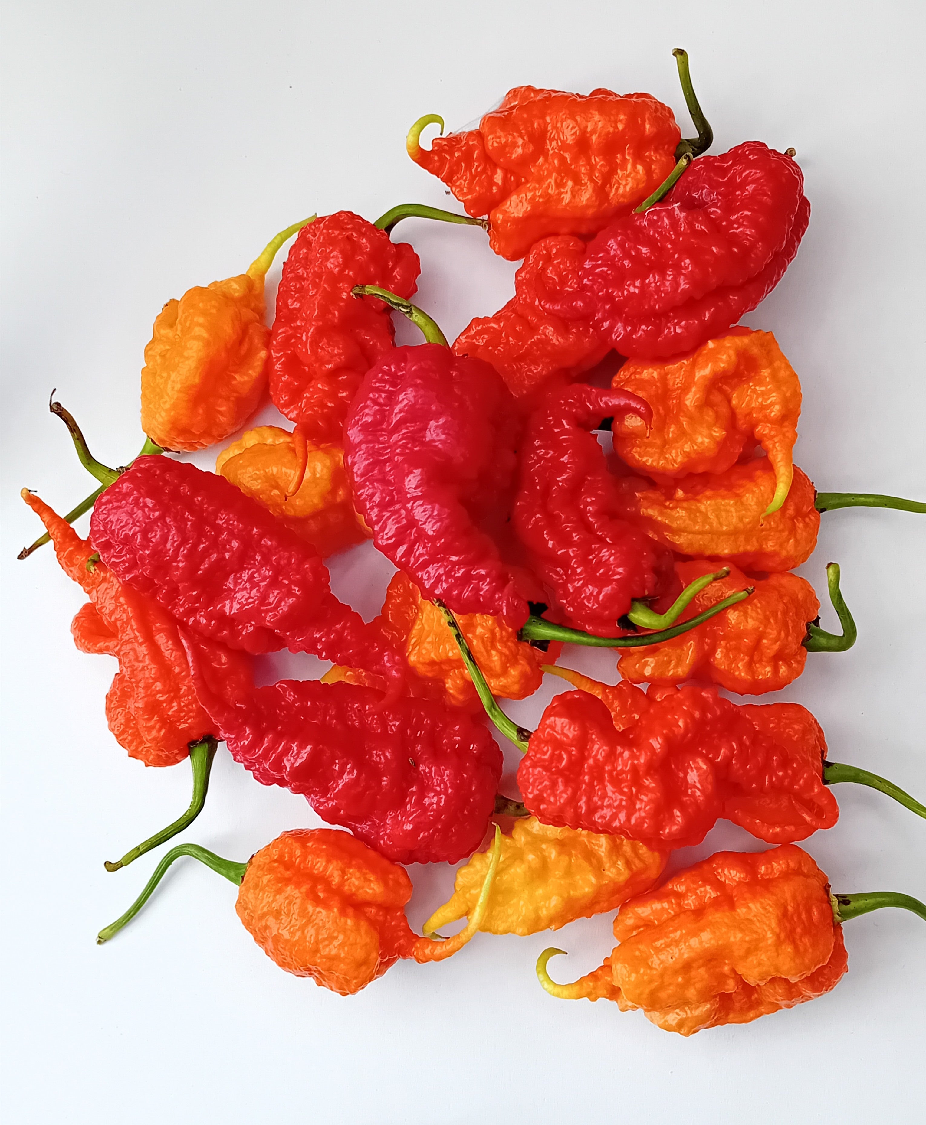 Seminţe Ardei - Primortalii Red