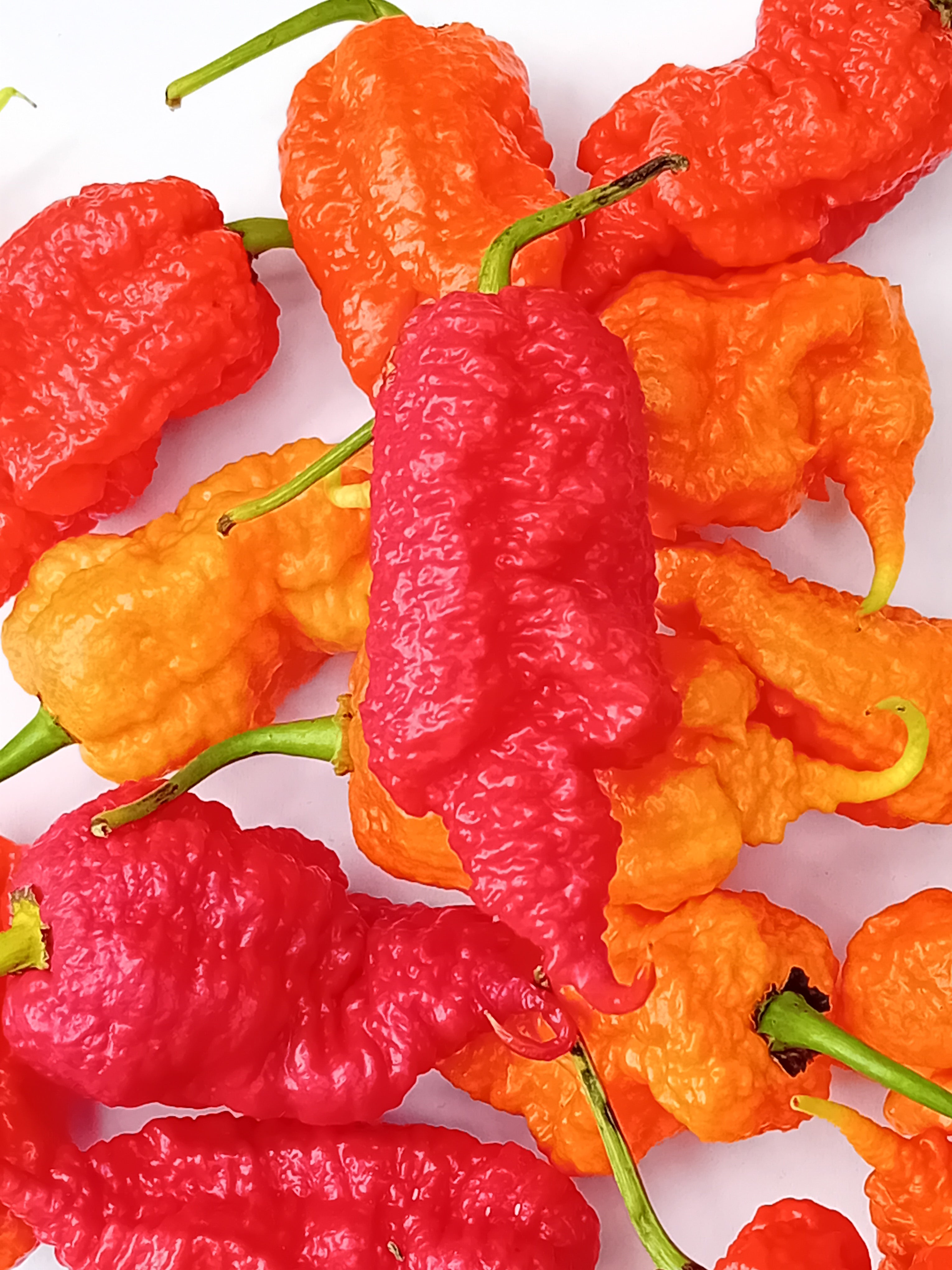 Seminţe Ardei - Primortalii Red