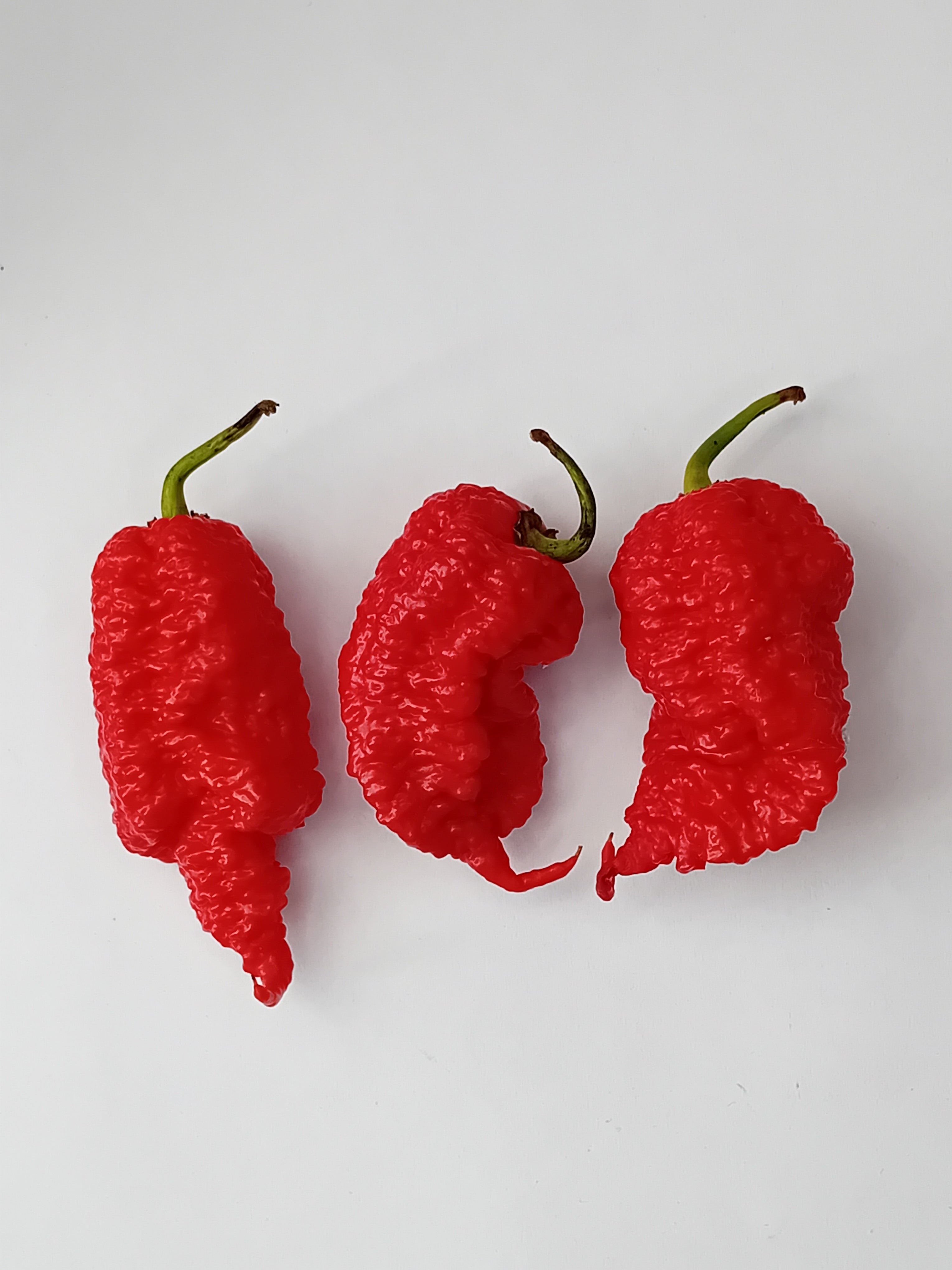 Seminţe Ardei - Primortalii Red