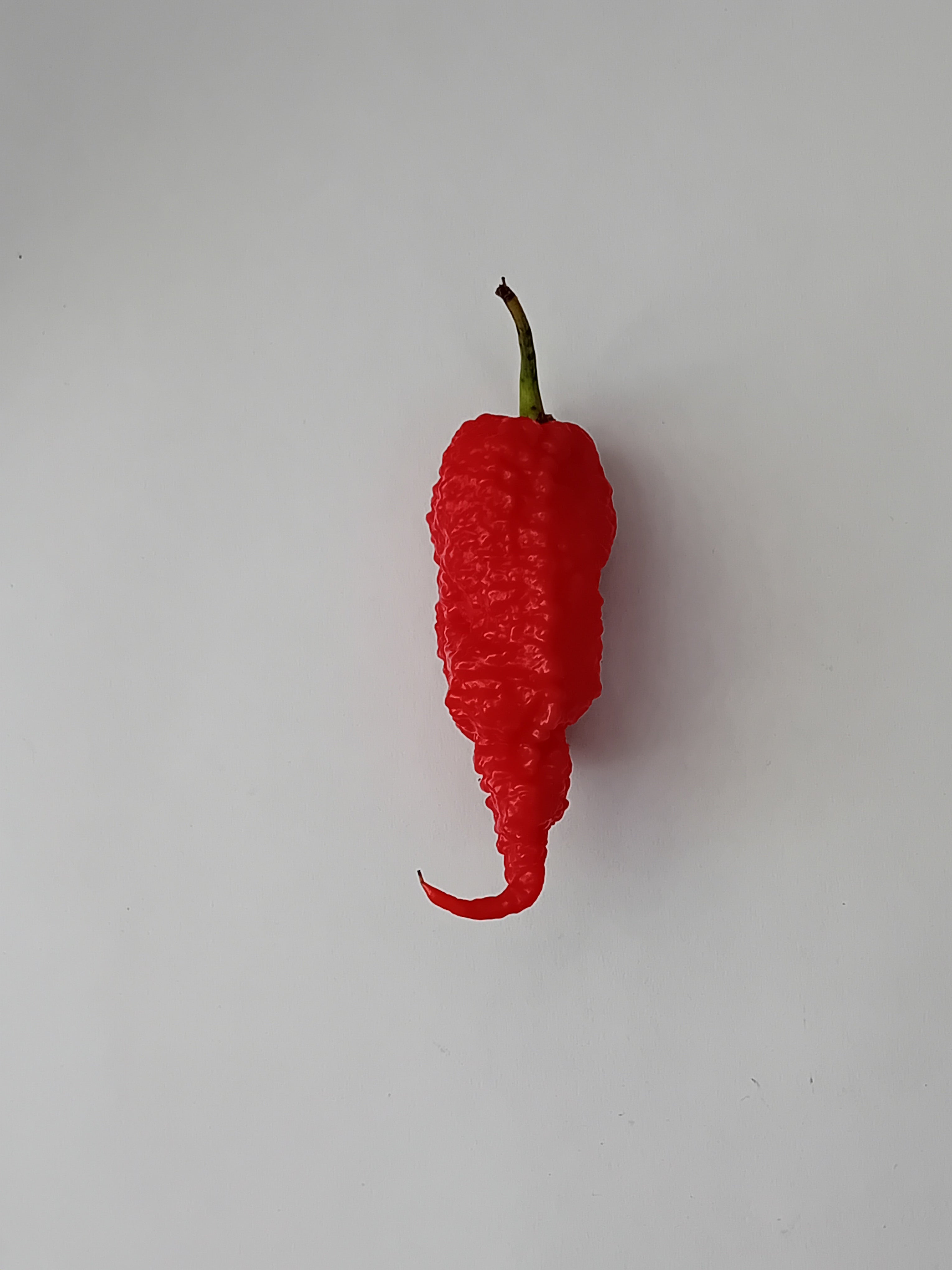 Seminţe Ardei - Primortalii Red