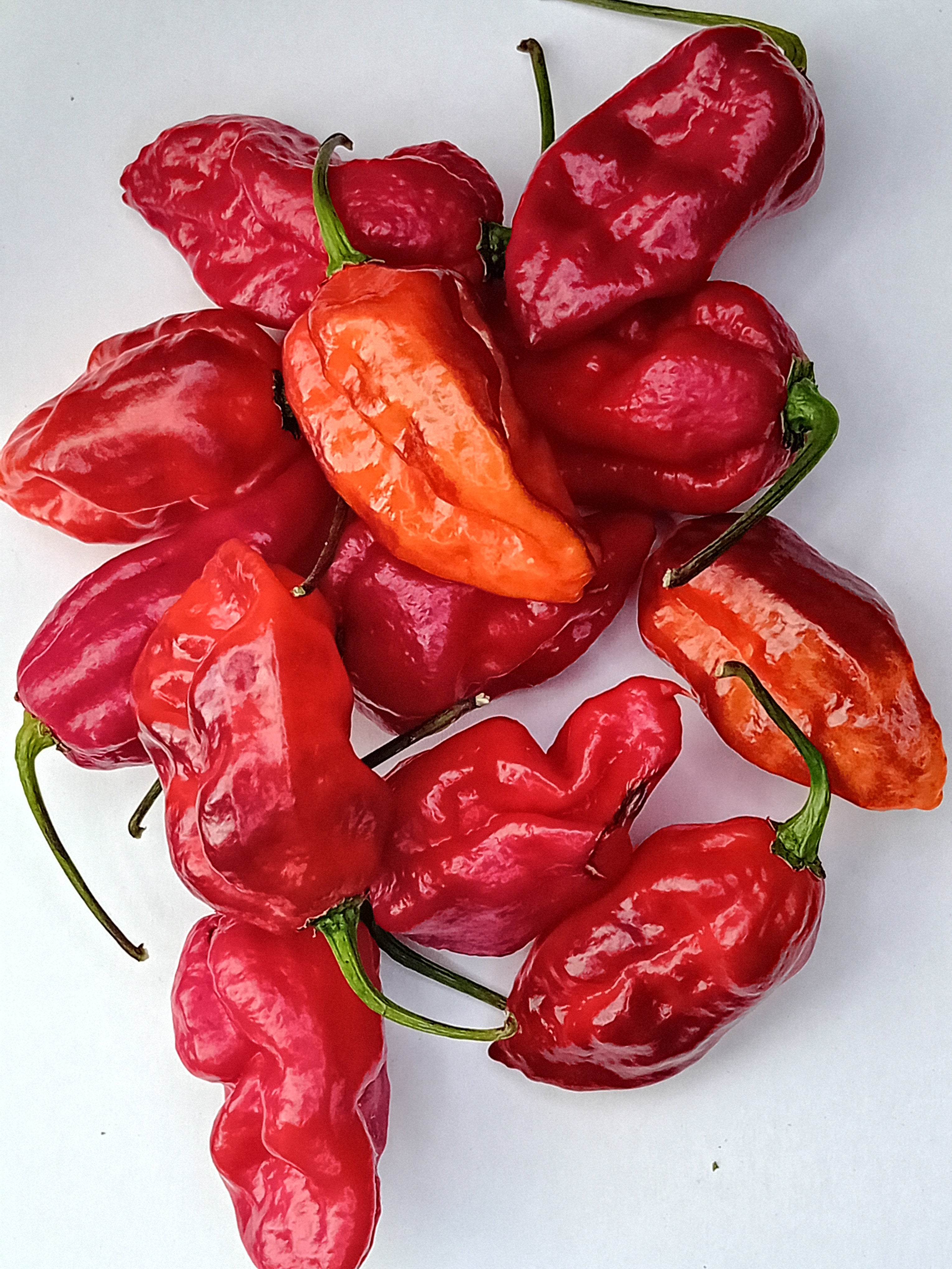 Seminţe Ardei - KS Texas Chocolate Bonnet