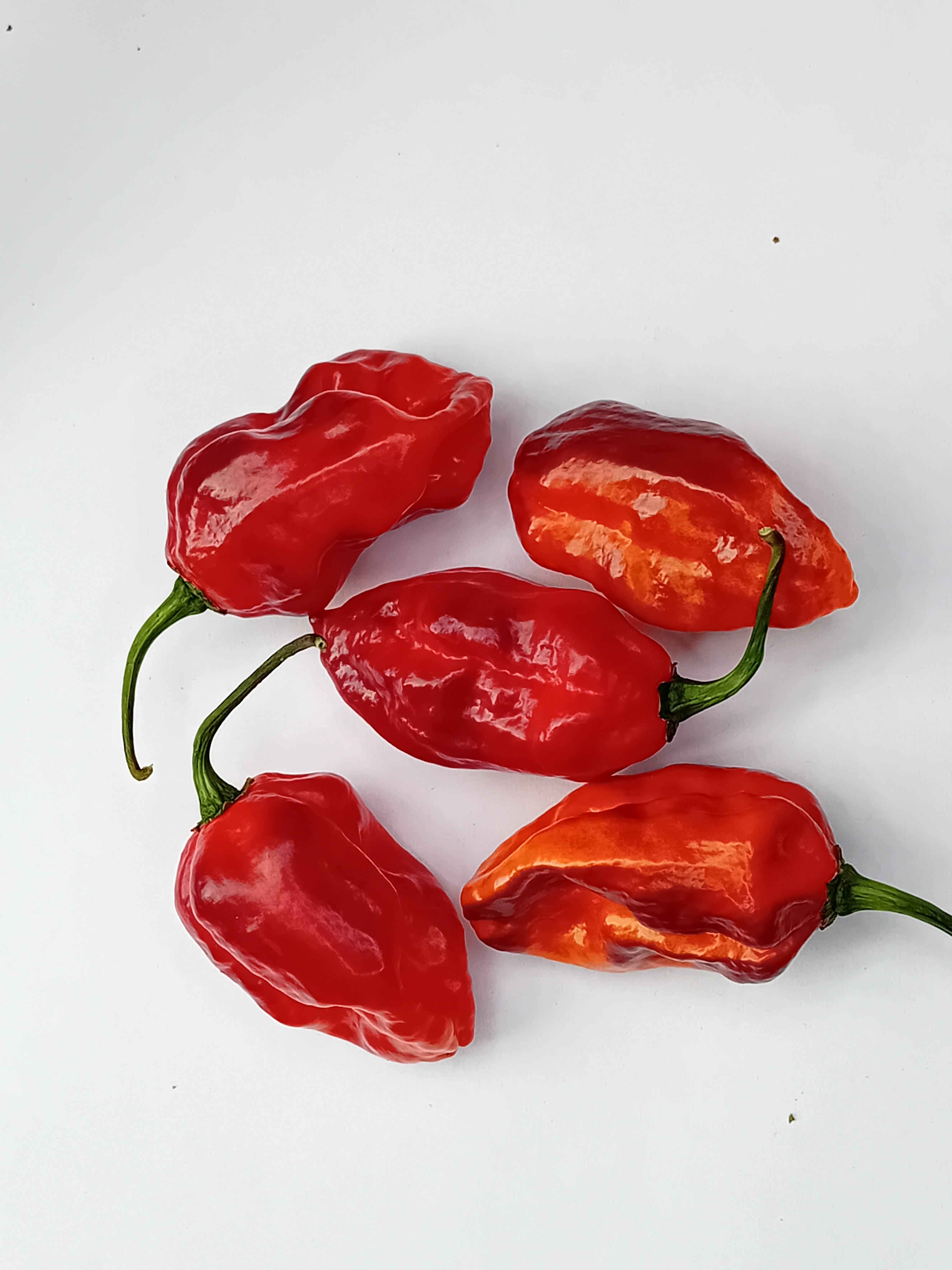 Seminţe Ardei - KS Texas Chocolate Bonnet