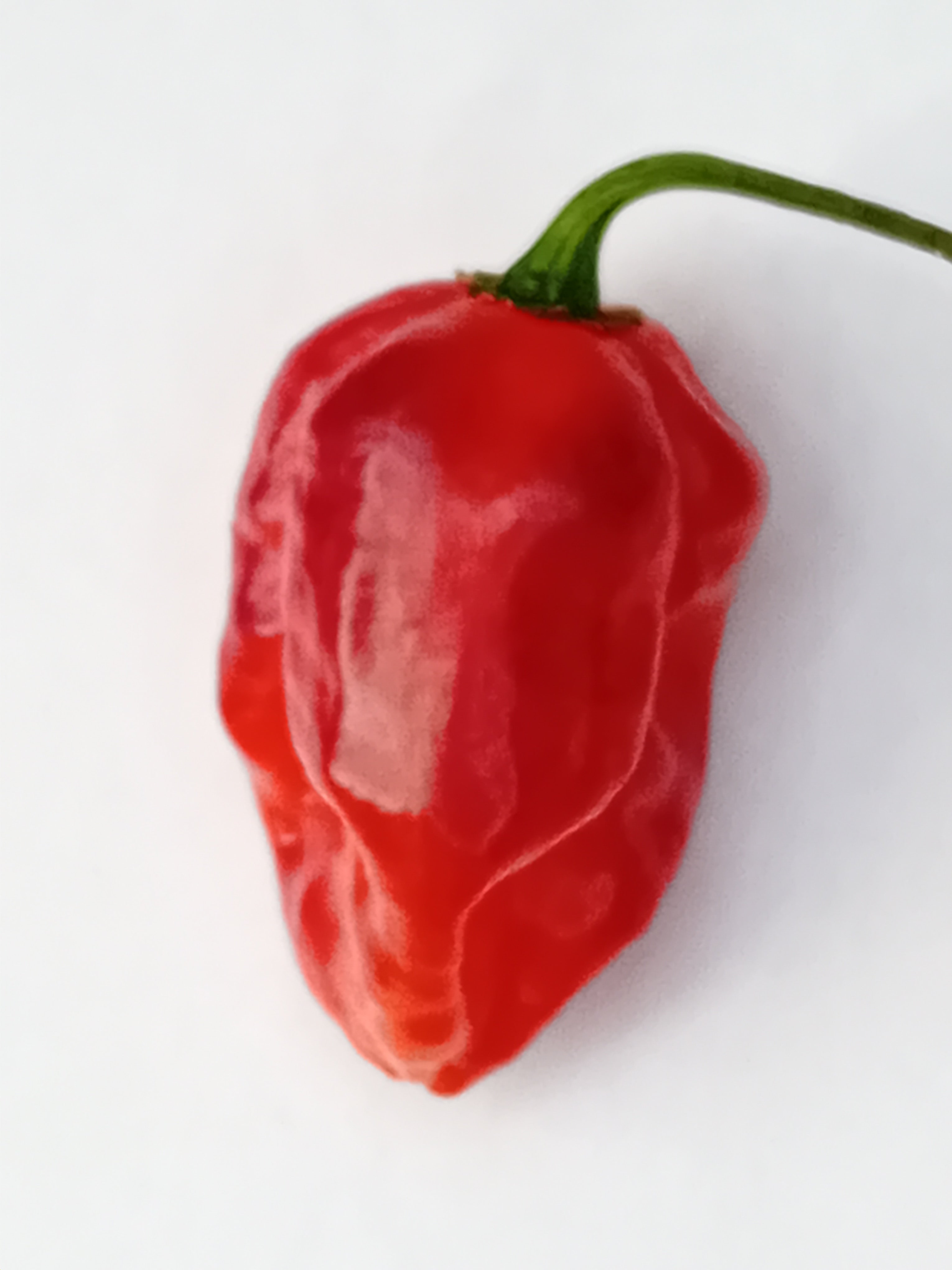 Seminţe Ardei - KS Texas Chocolate Bonnet