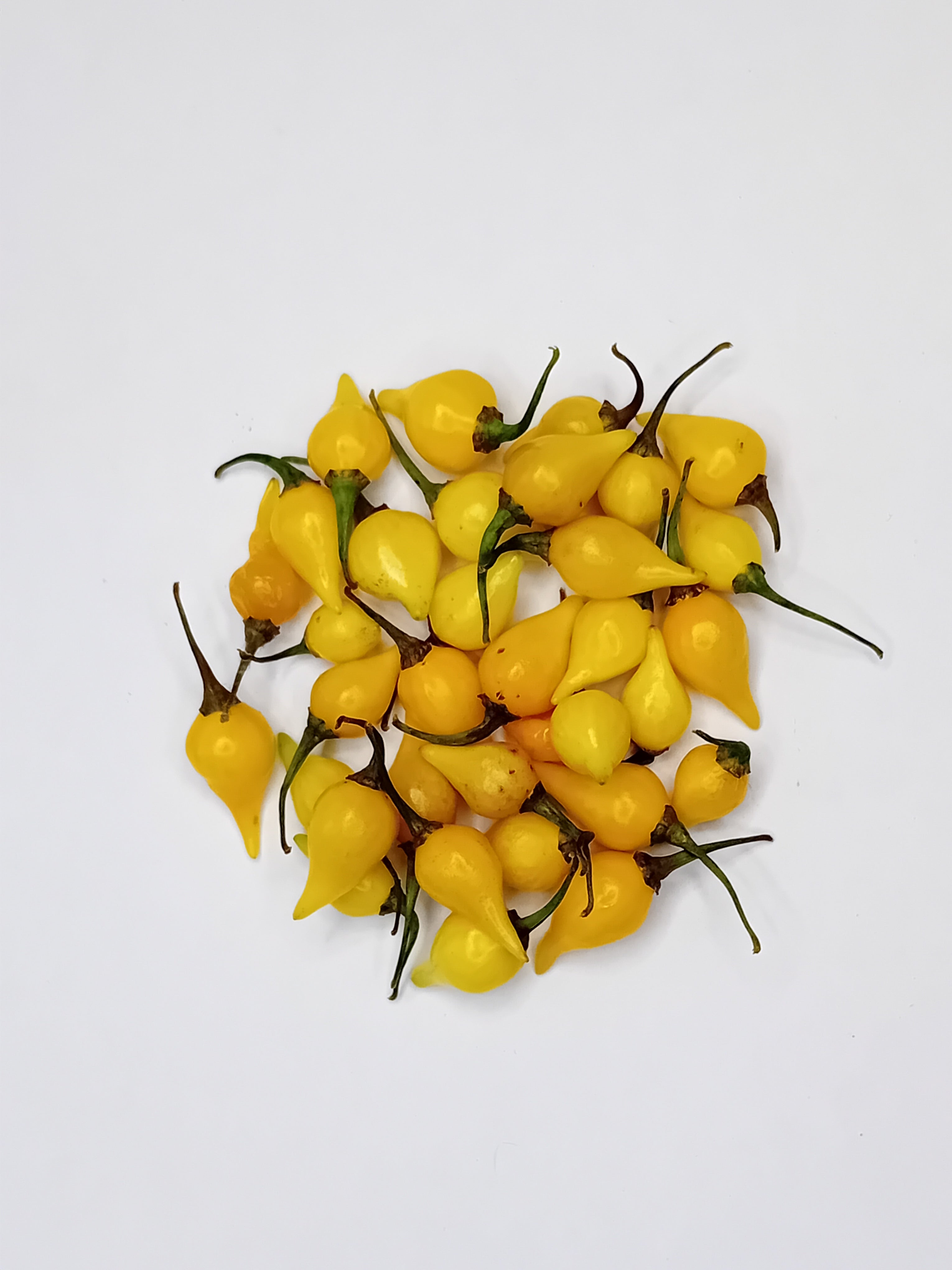 Răsad Ardei - Biquinho Yellow