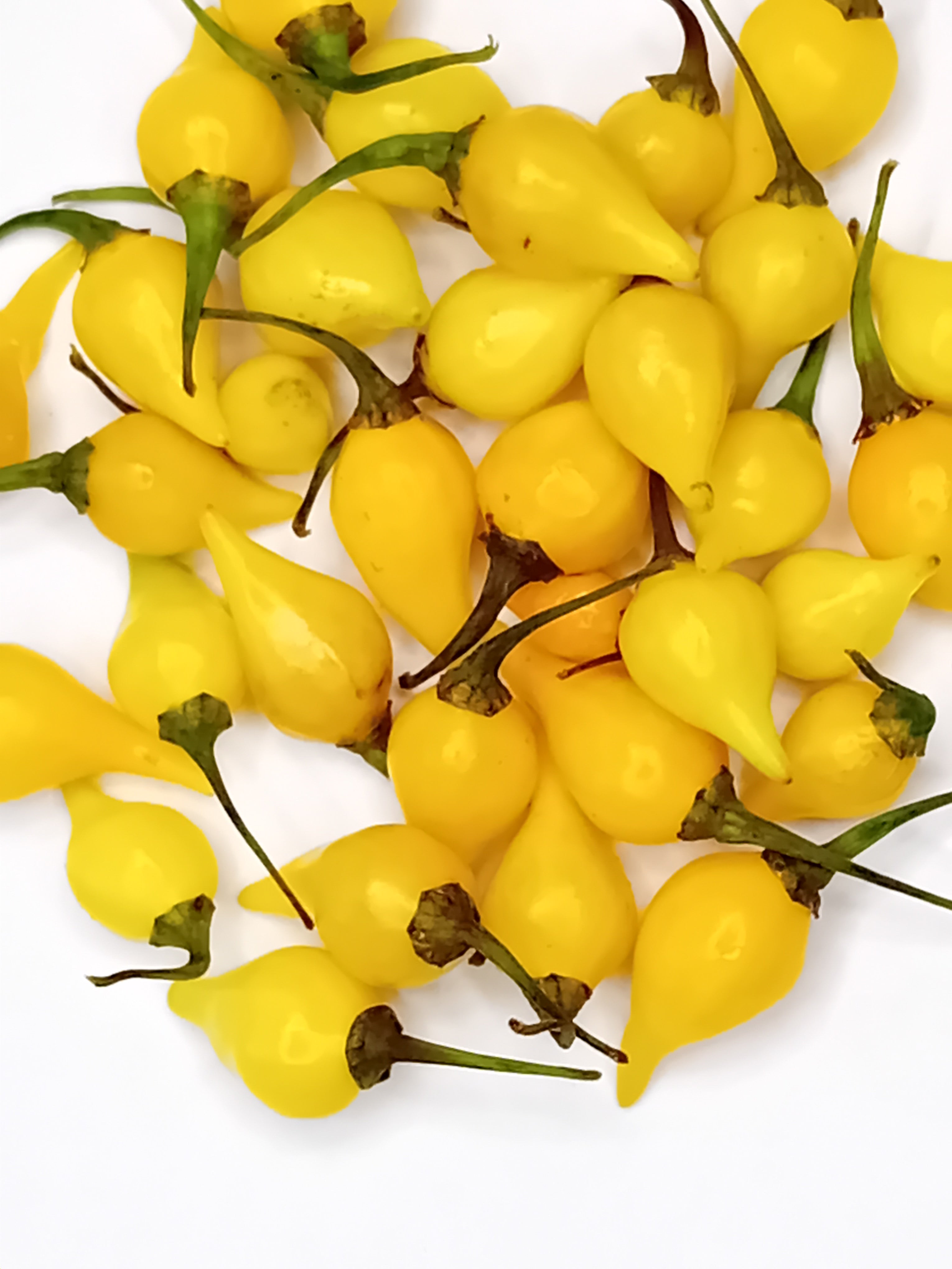 Răsad Ardei - Biquinho Yellow