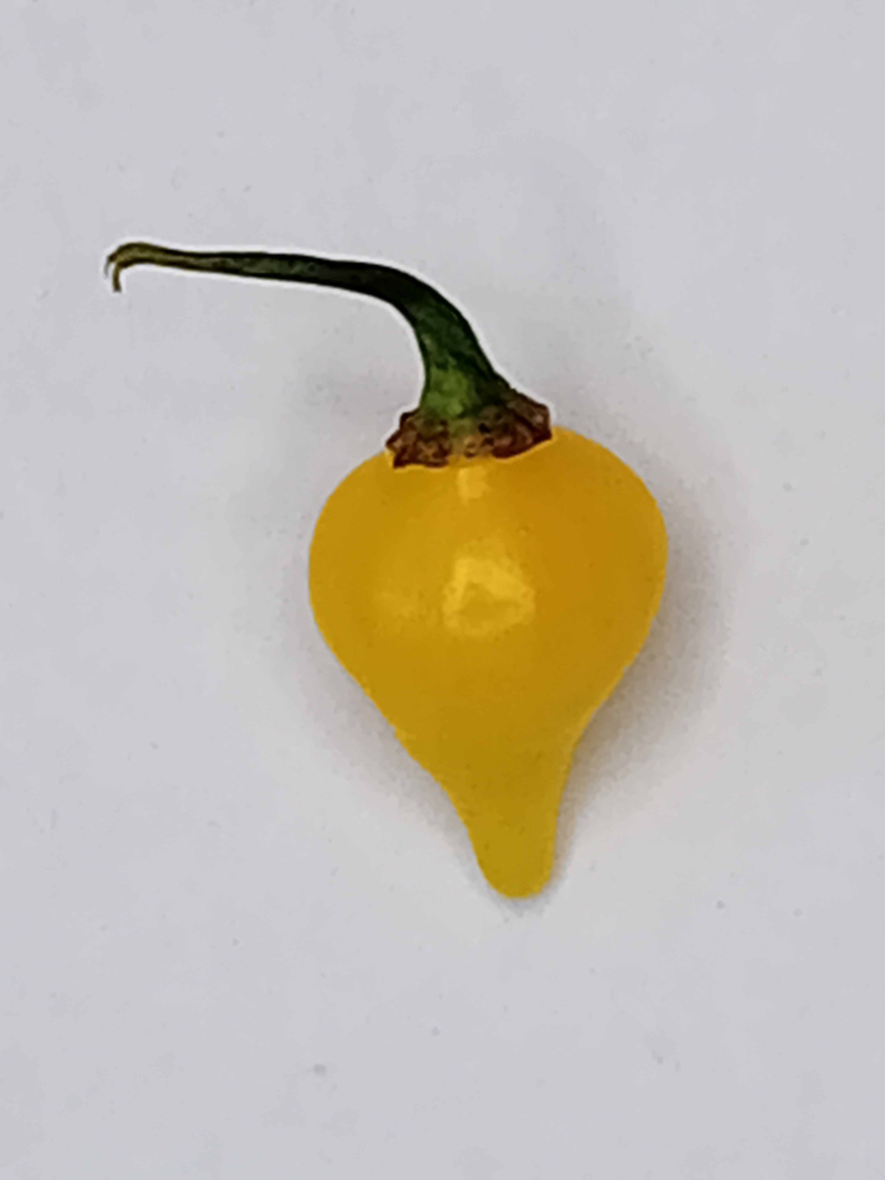 Răsad Ardei - Biquinho Yellow