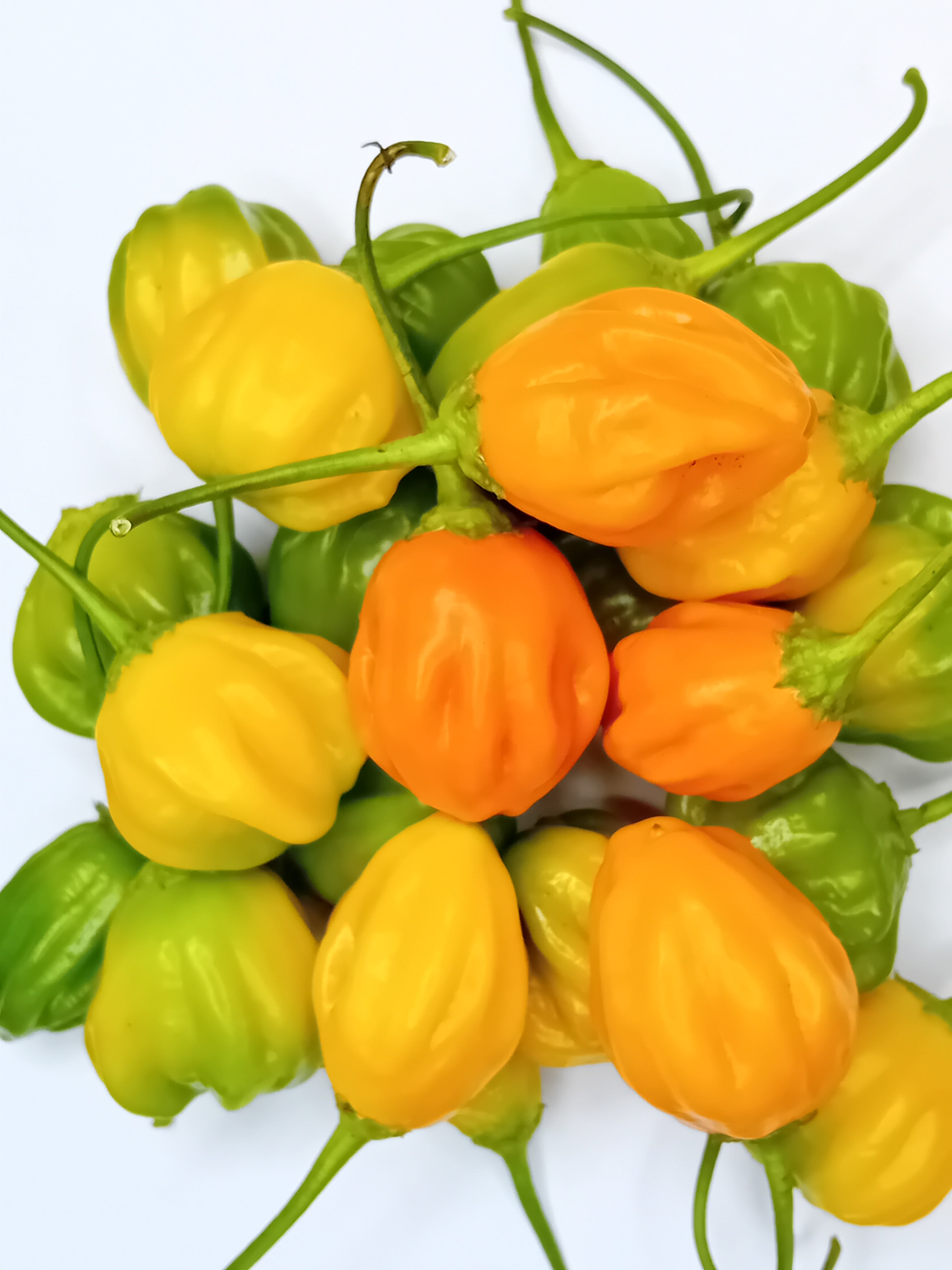 Răsad Ardei - Aji Dulce Orange