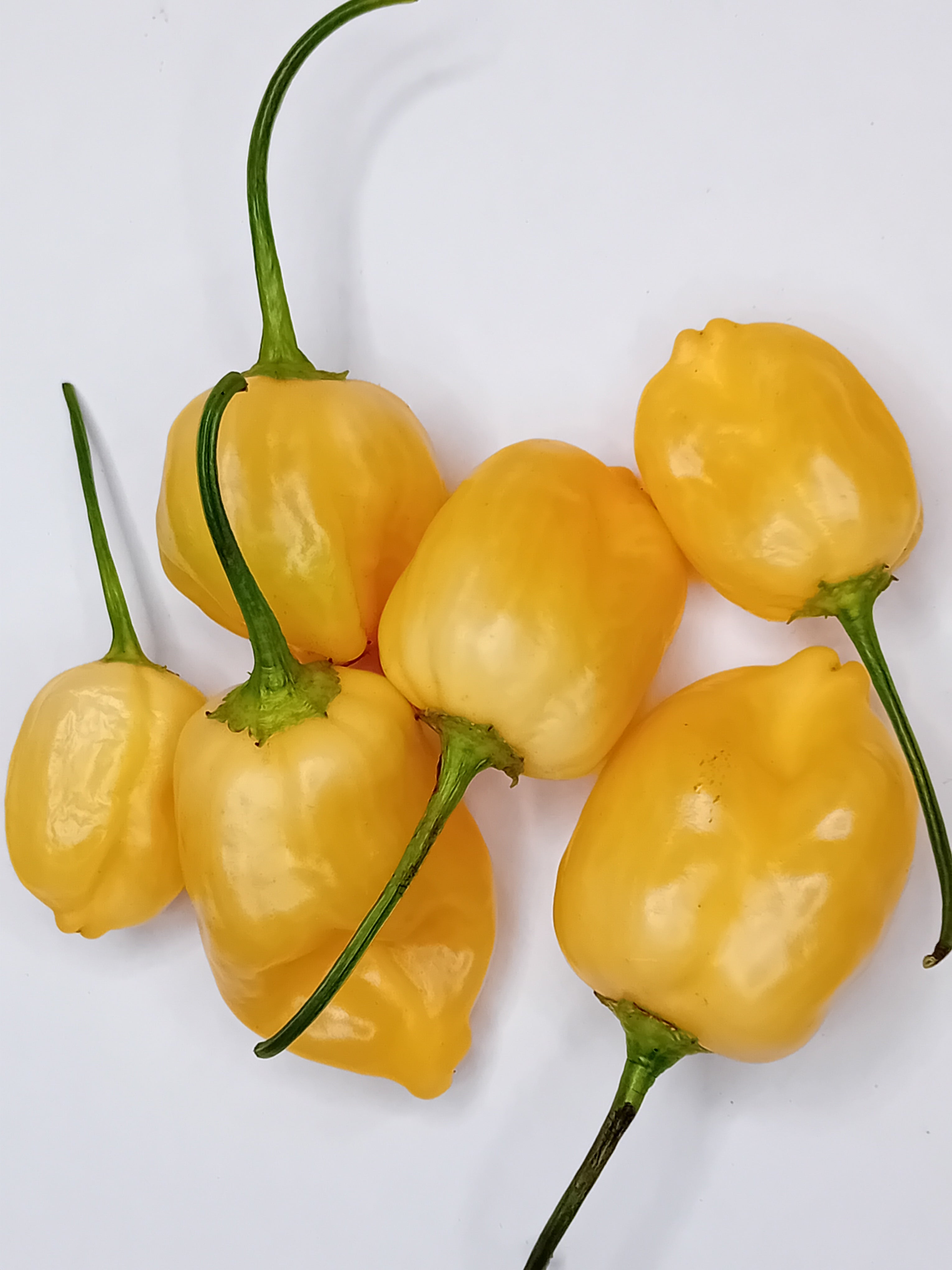 Seminţe Ardei - Peppapeach Stripey