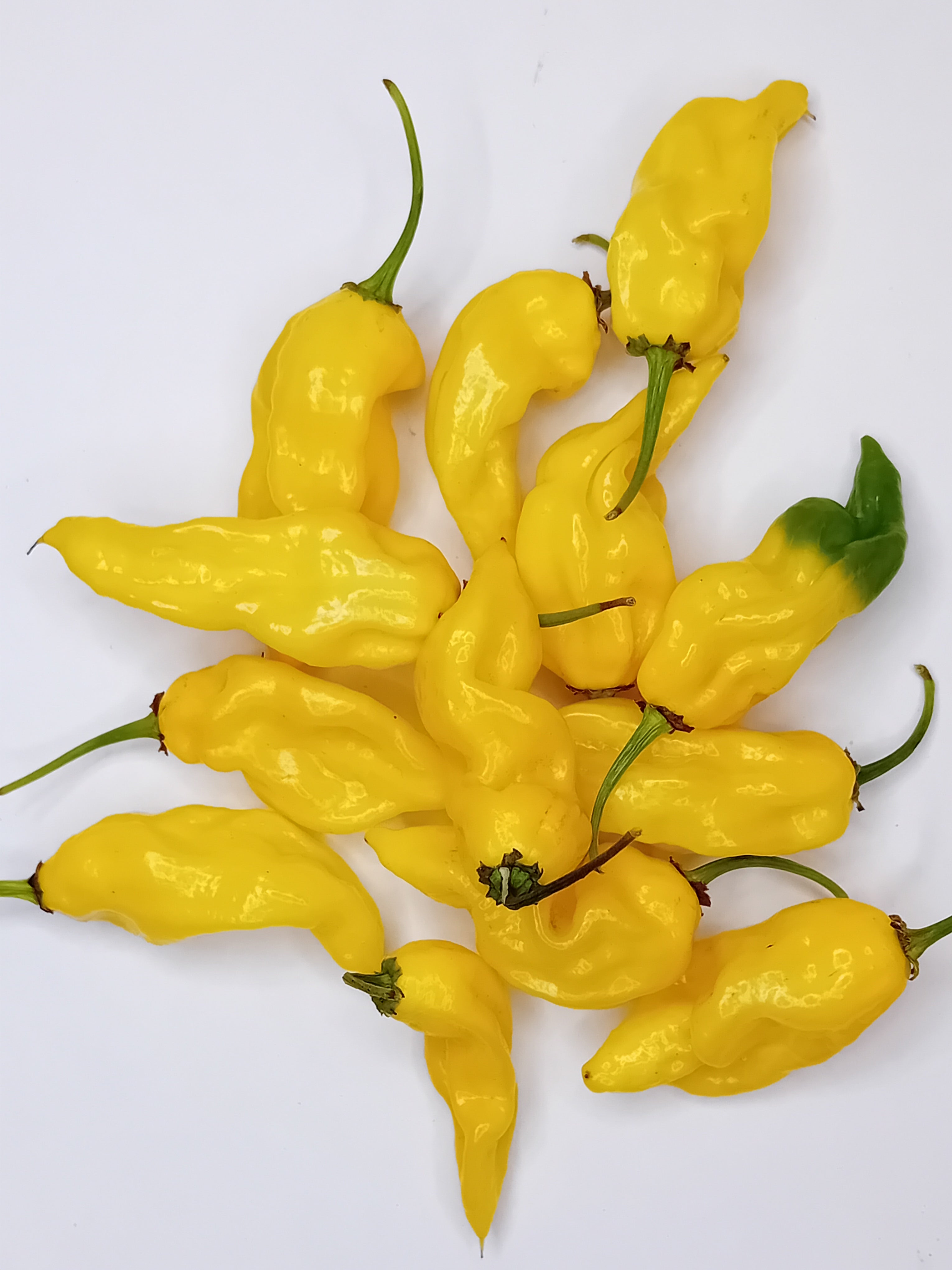 Seminţe Ardei - Lemon Reaper