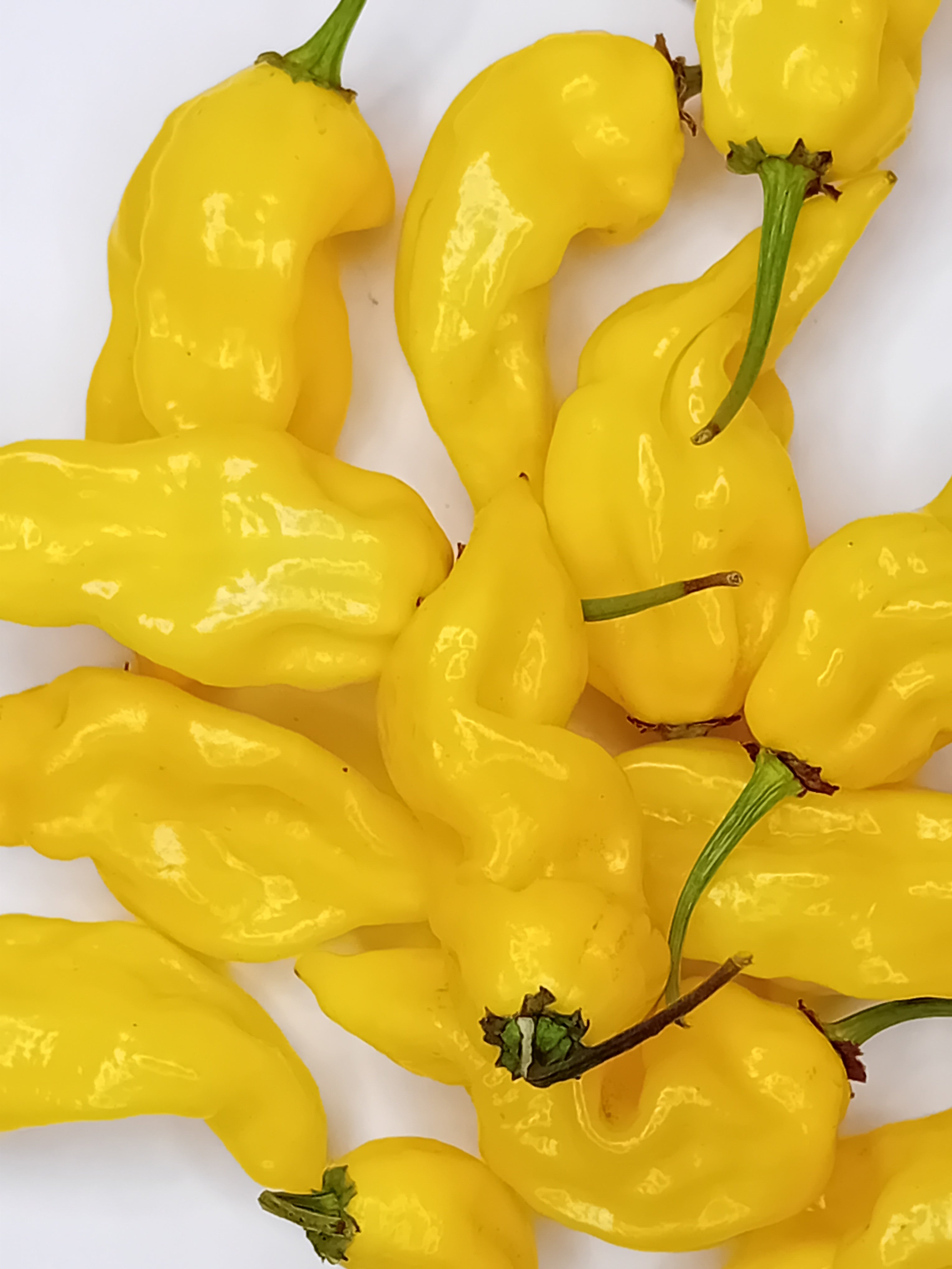 Seminţe Ardei - Lemon Reaper