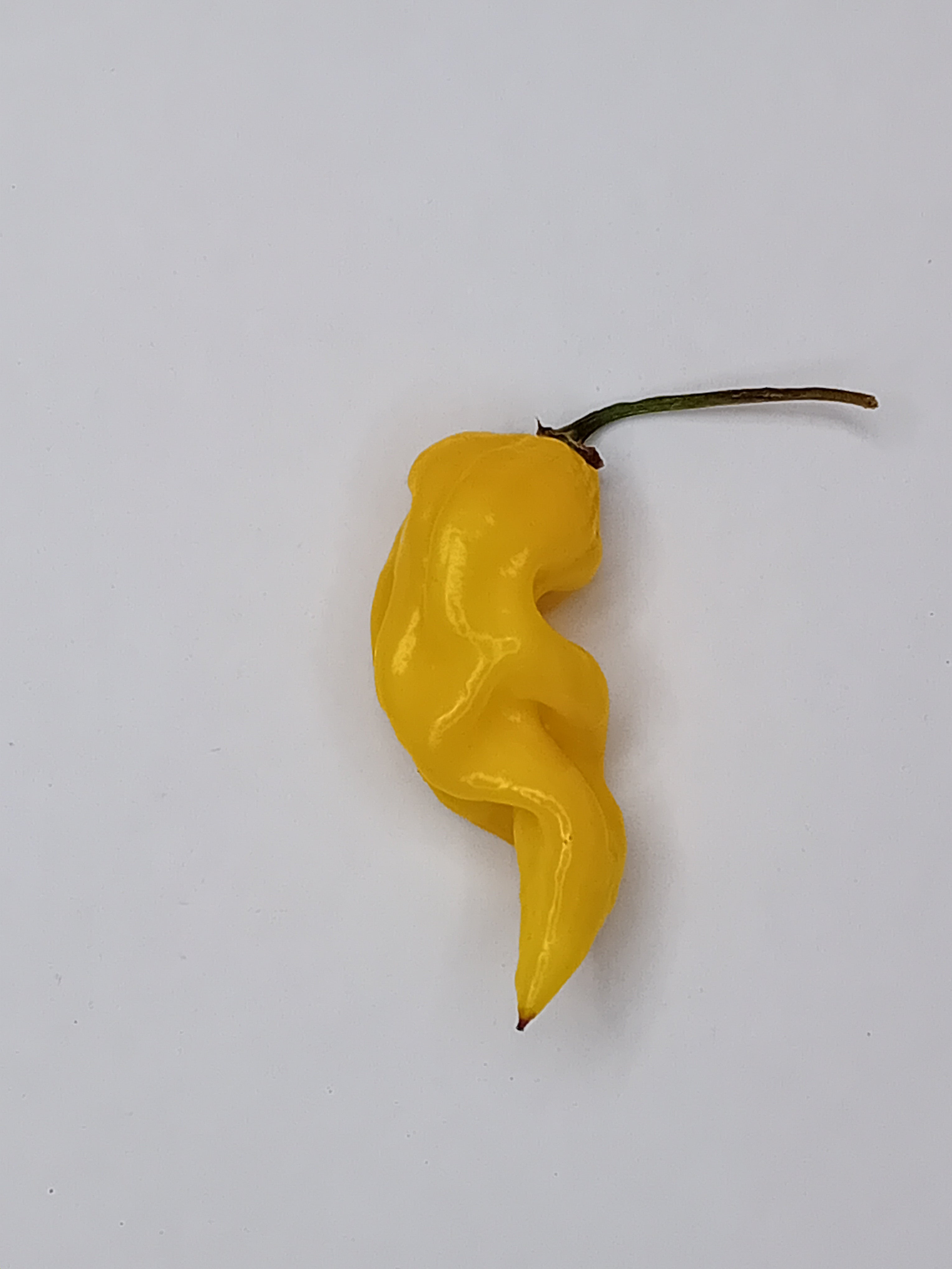 Seminţe Ardei - Lemon Reaper