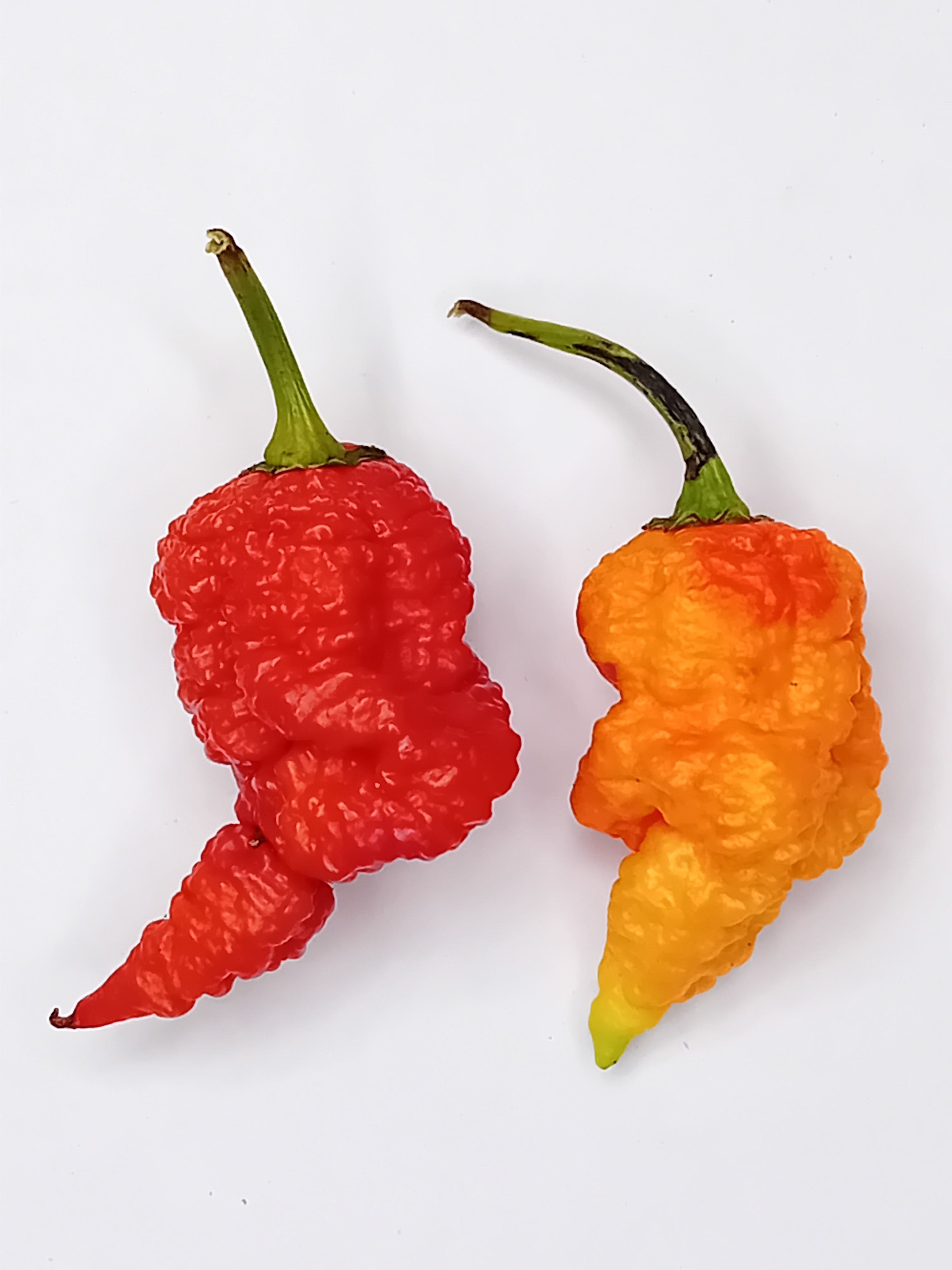 Seminţe Ardei - RB003