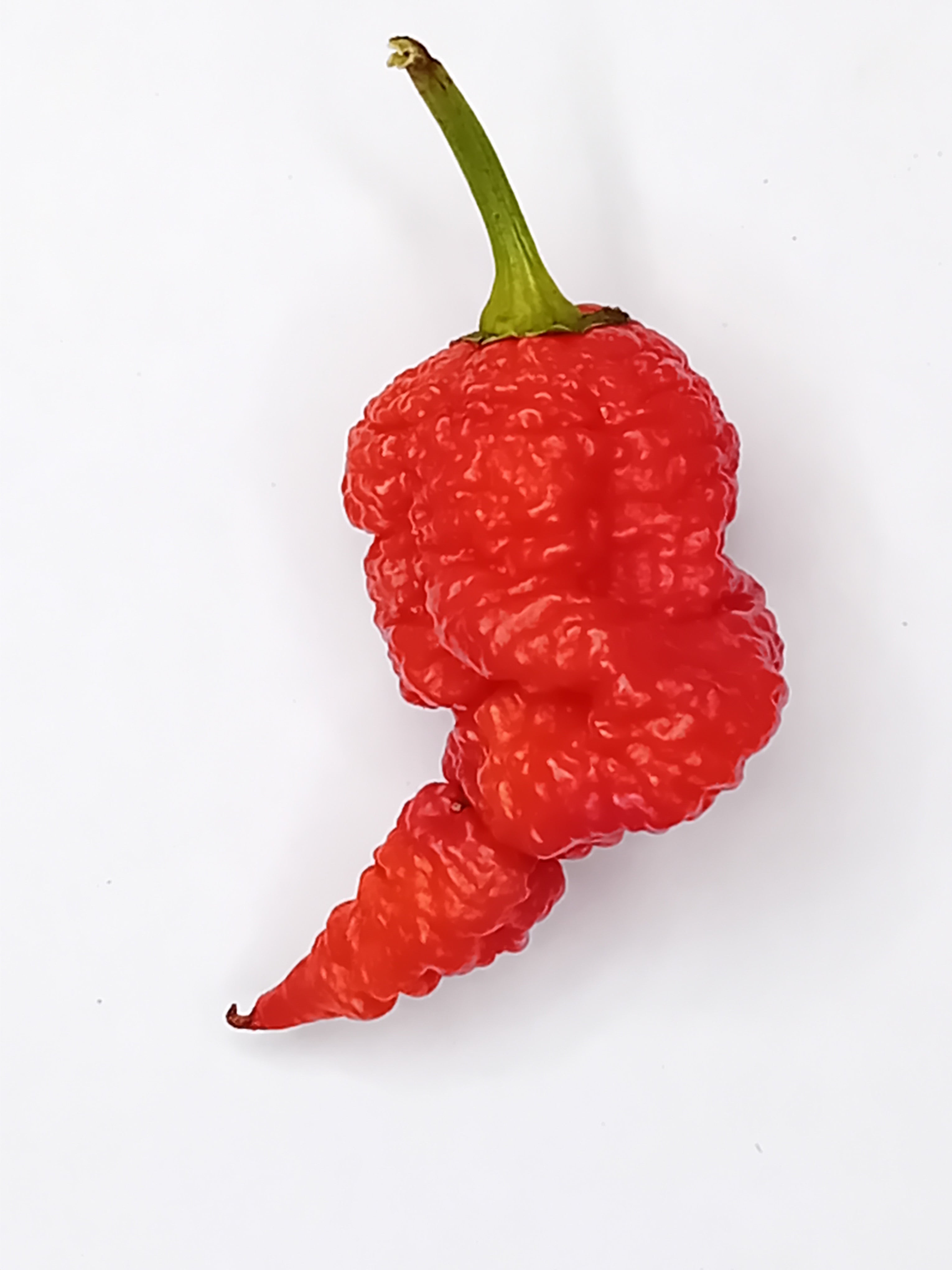 Seminţe Ardei - RB003