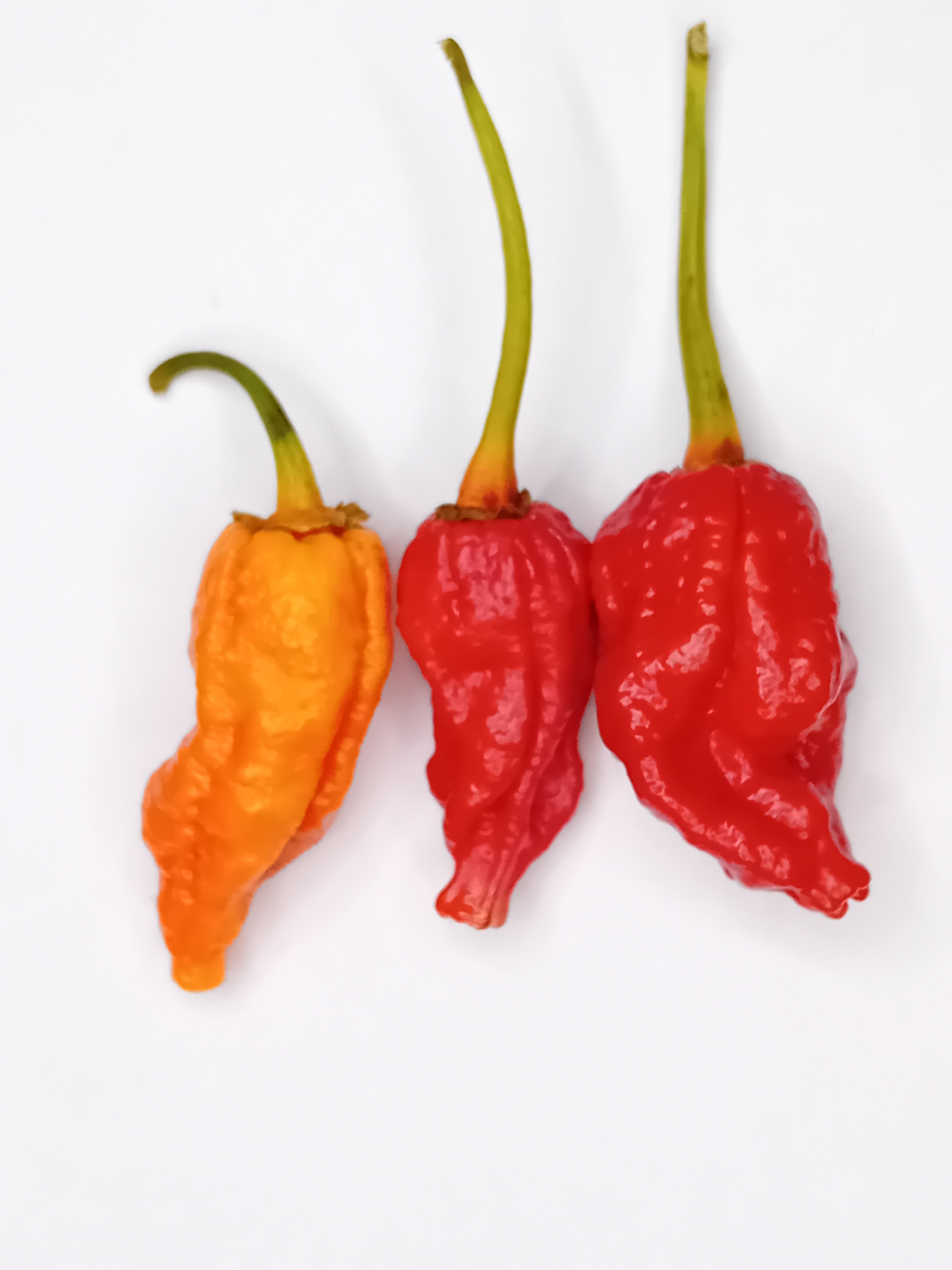 Răsad Ardei - BBG 7 RoughRider Red