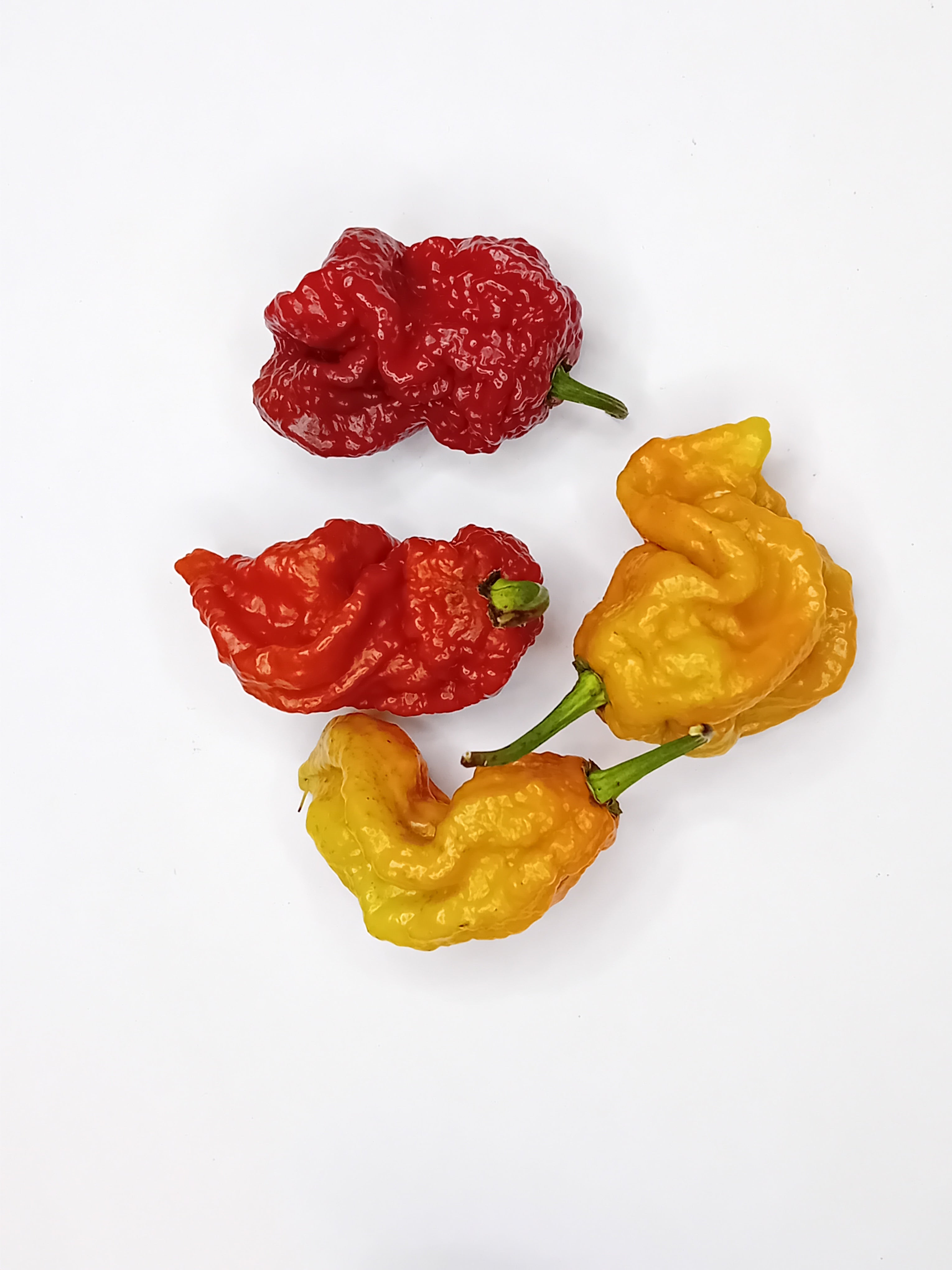 Răsad Ardei - Darth Maul