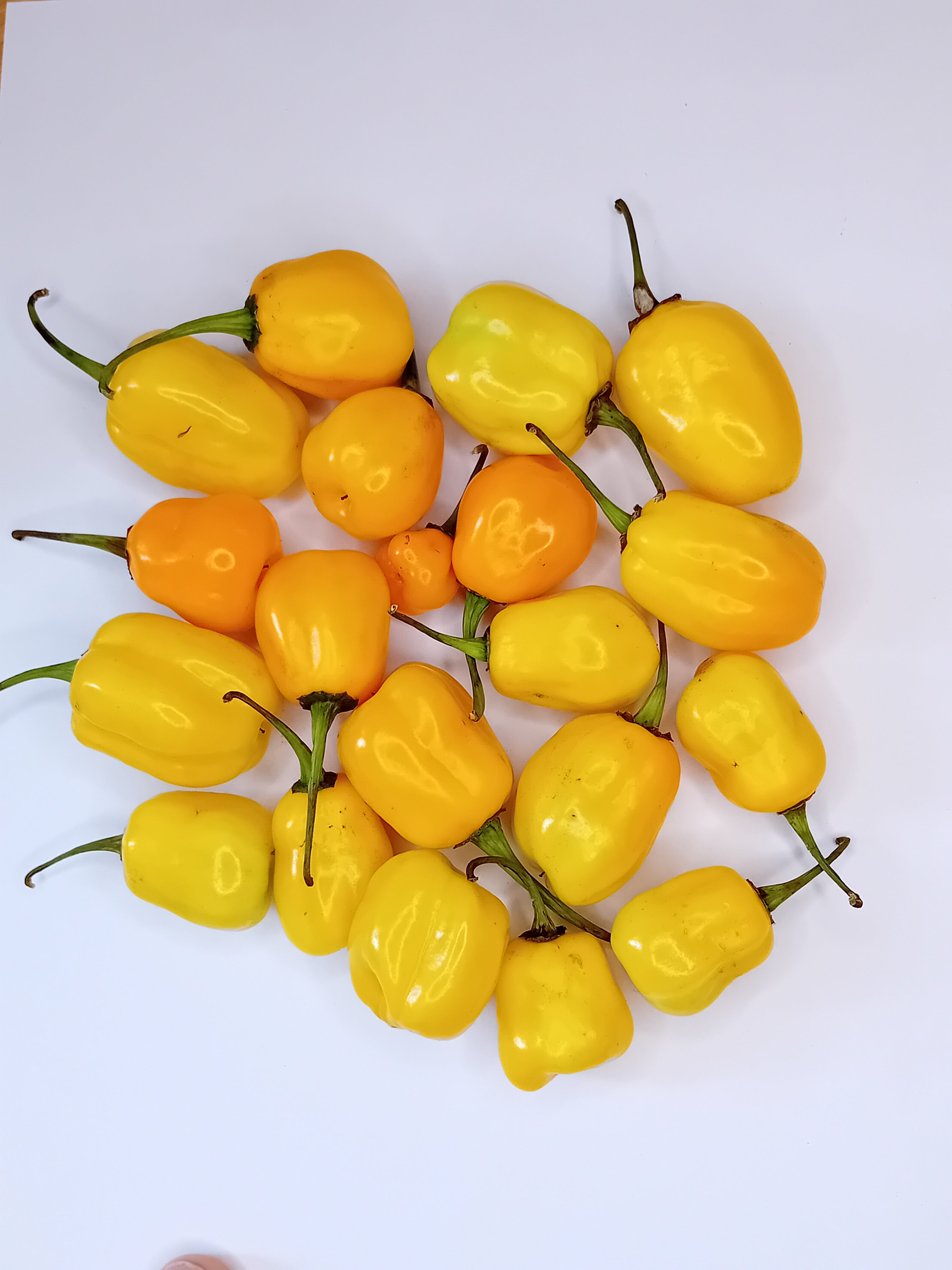 Răsad Ardei - Aji Jobito