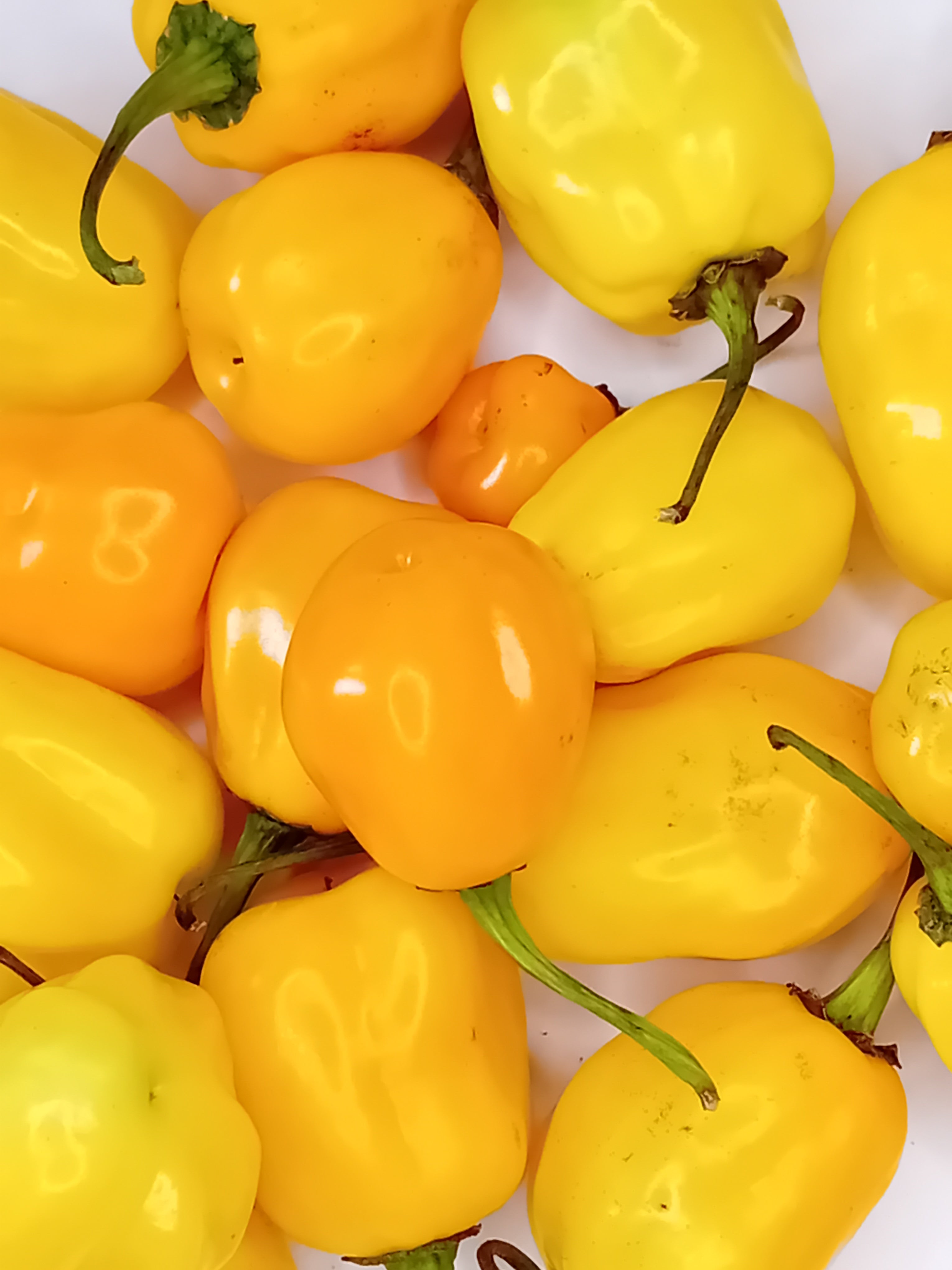 Răsad Ardei - Aji Jobito