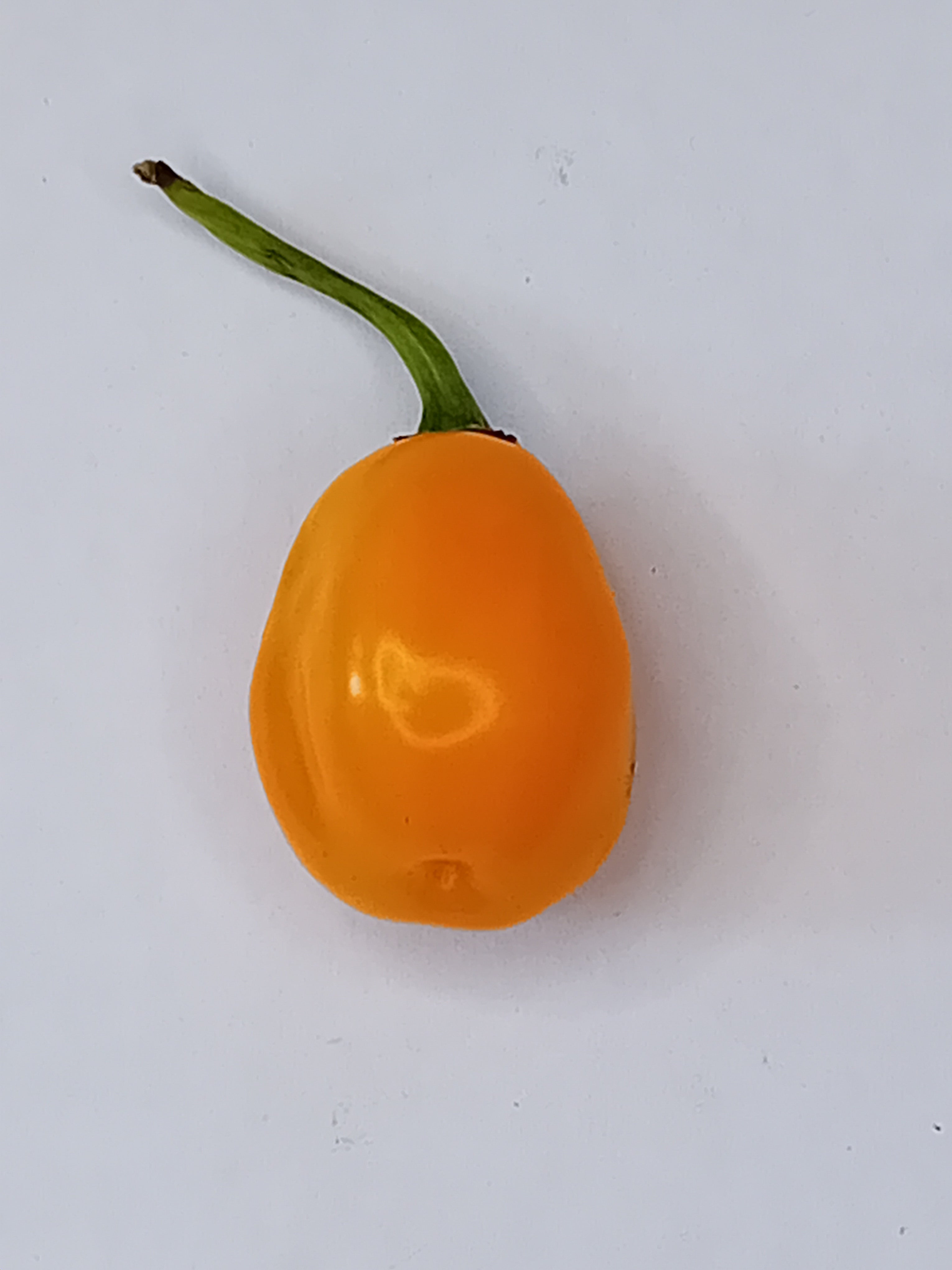 Răsad Ardei - Aji Jobito