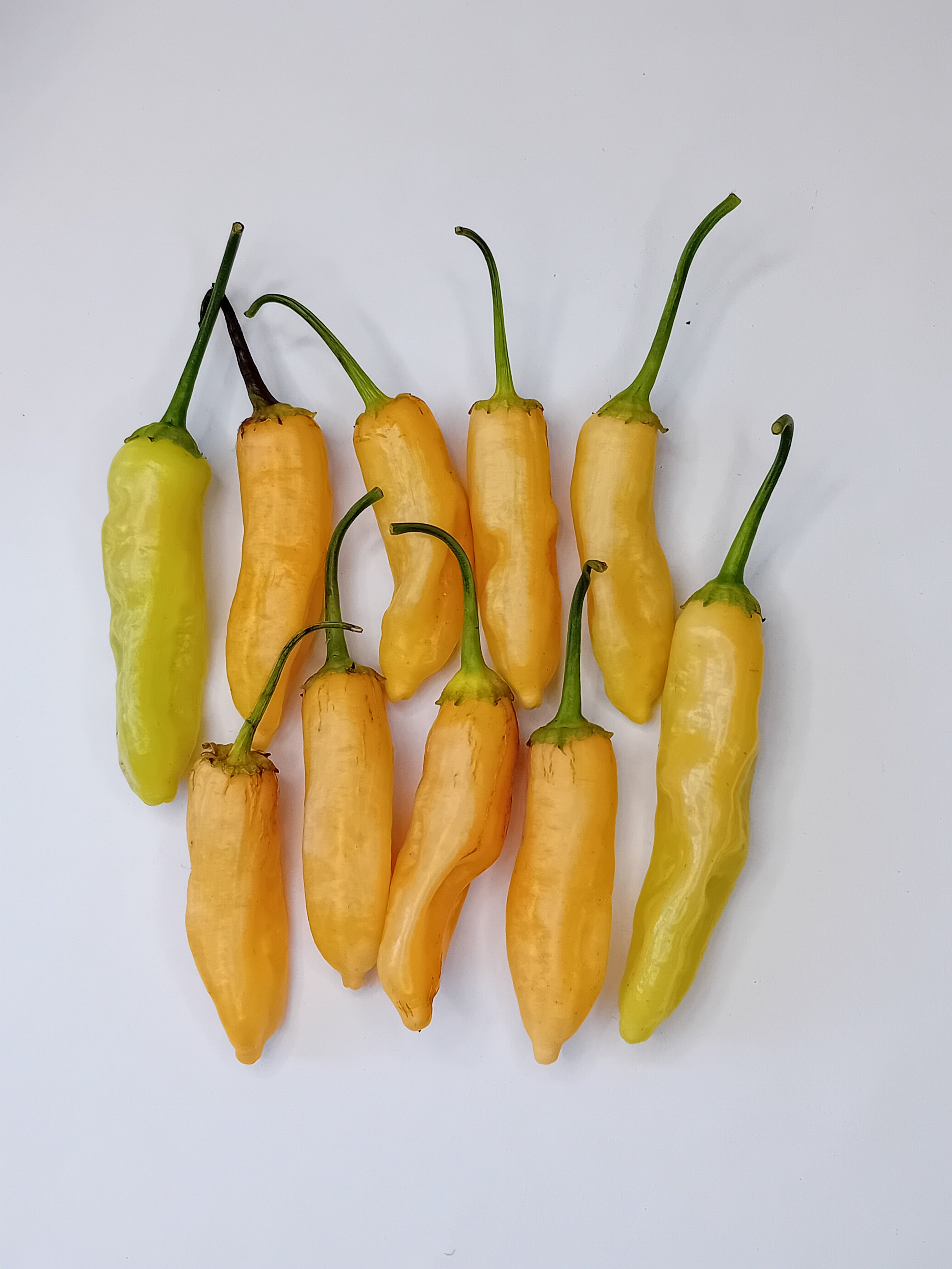 Răsad Ardei - Golden Cristal