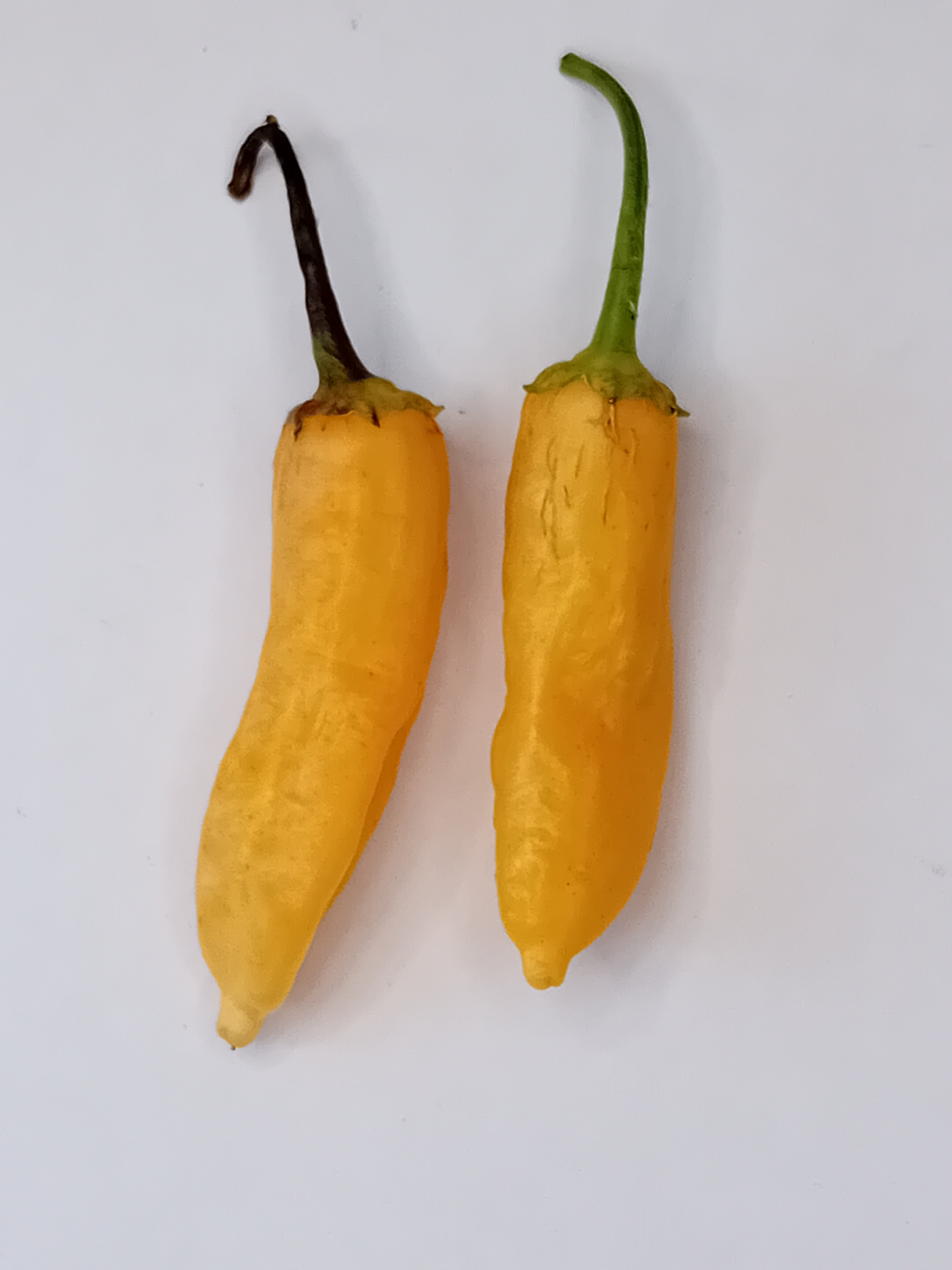 Răsad Ardei - Golden Cristal