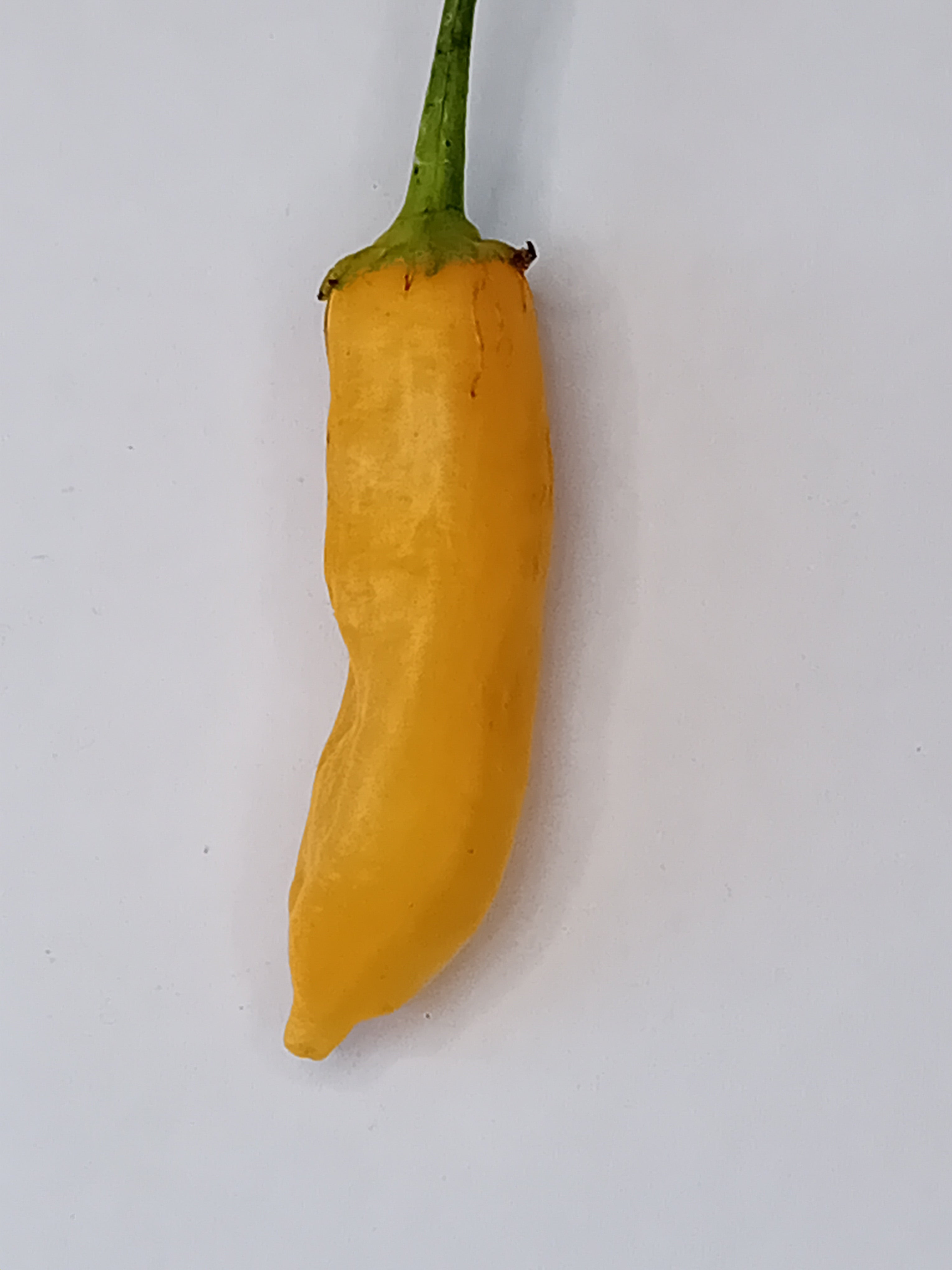 Răsad Ardei - Golden Cristal