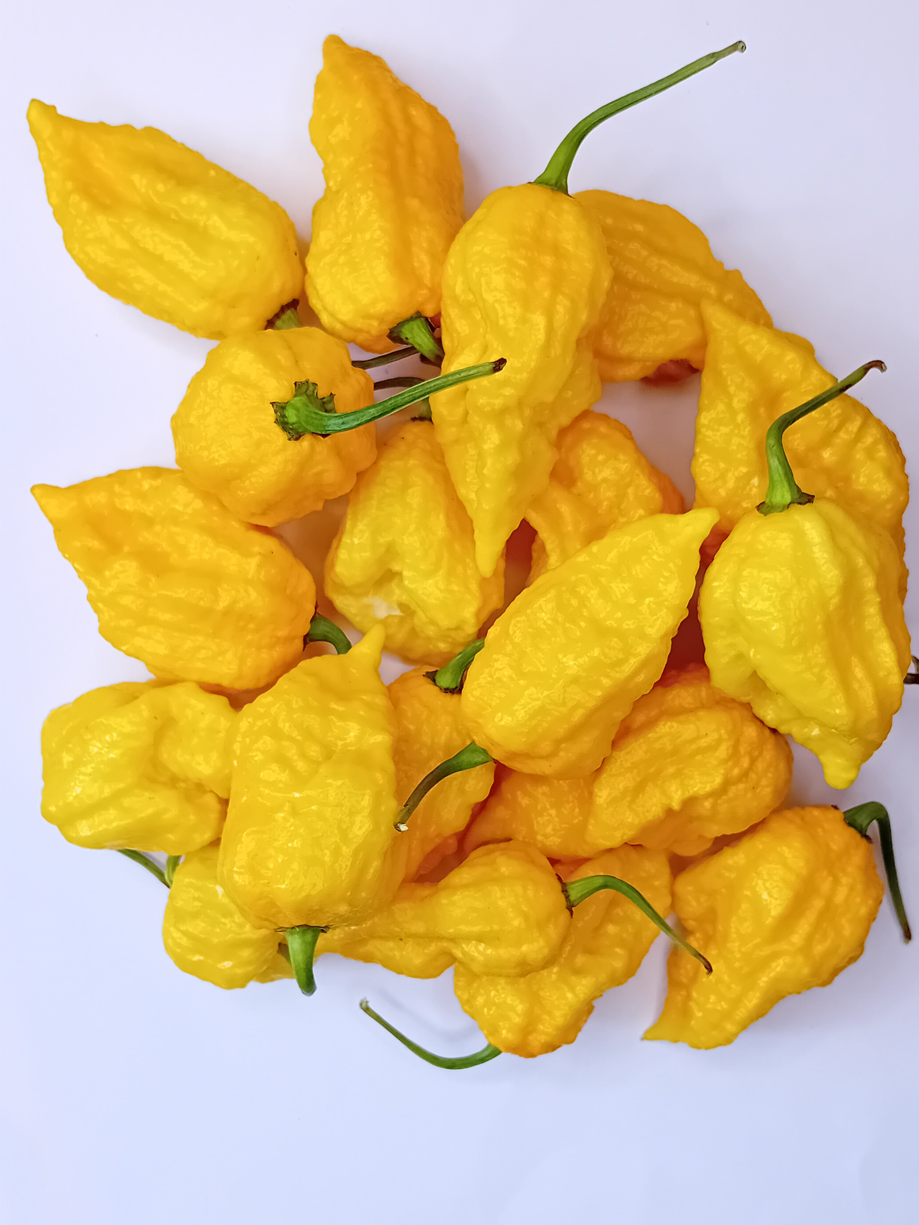 Seminţe Ardei - Yellow Feaver