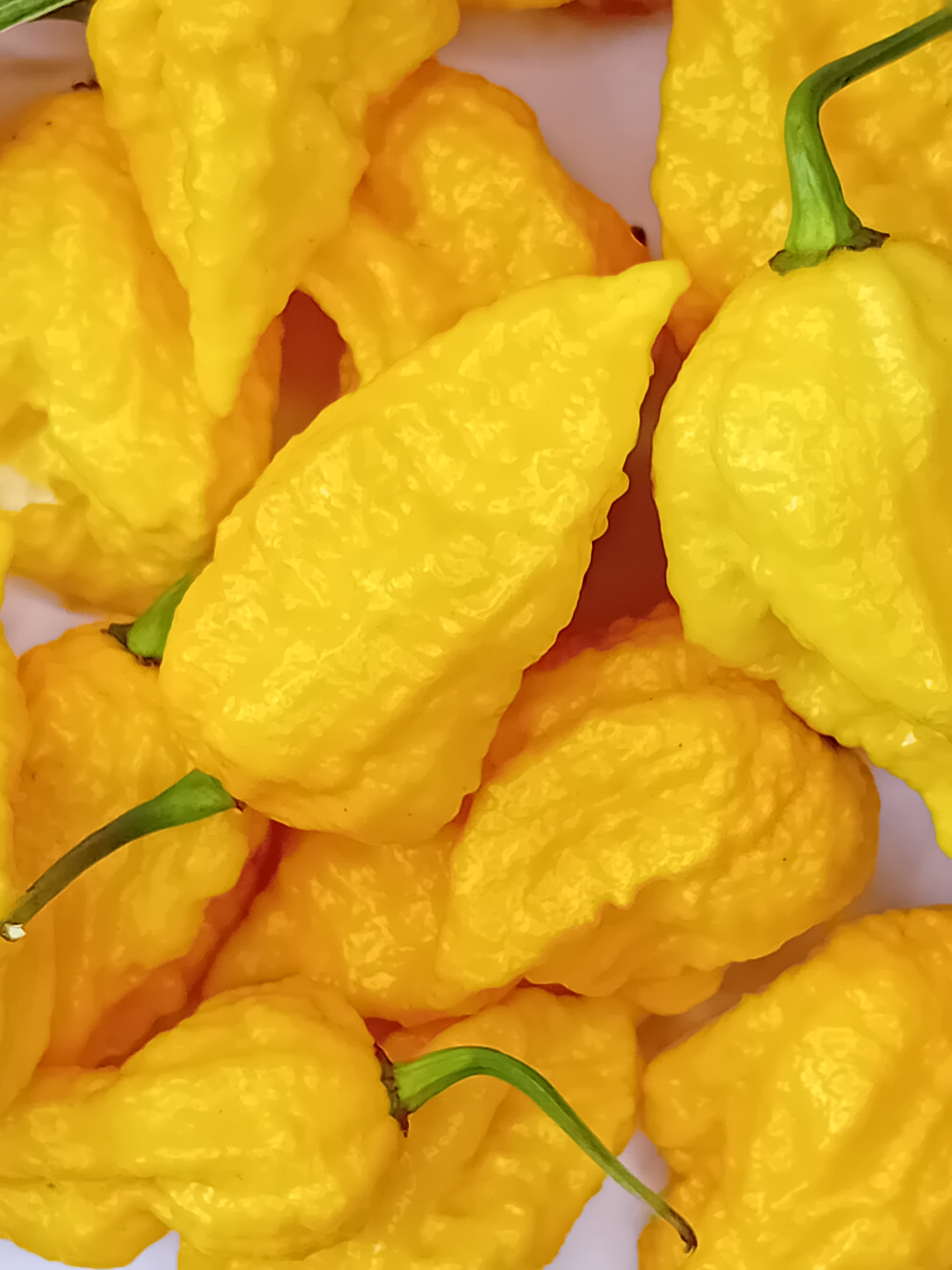 Seminţe Ardei - Yellow Feaver