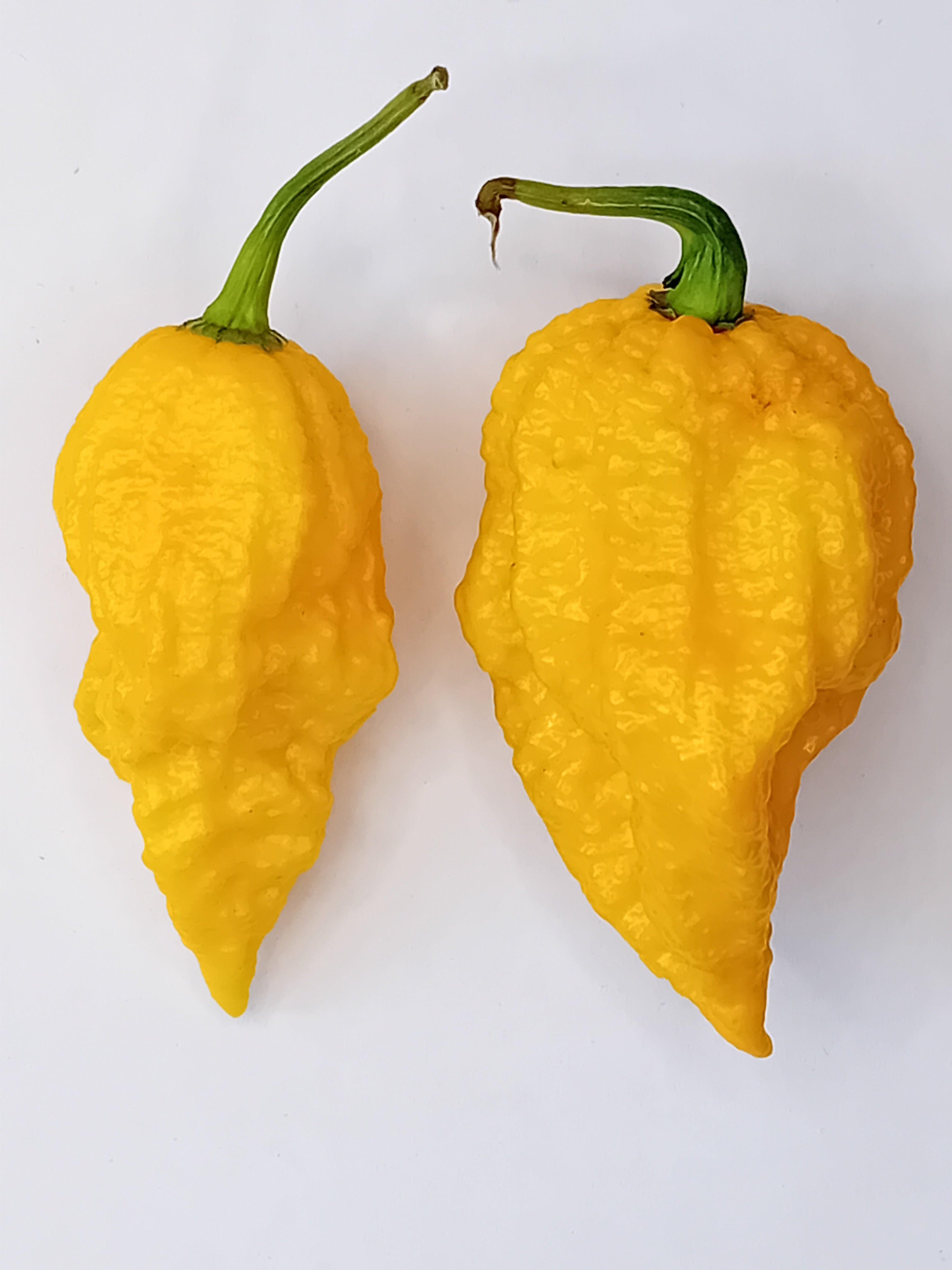 Seminţe Ardei - Yellow Feaver