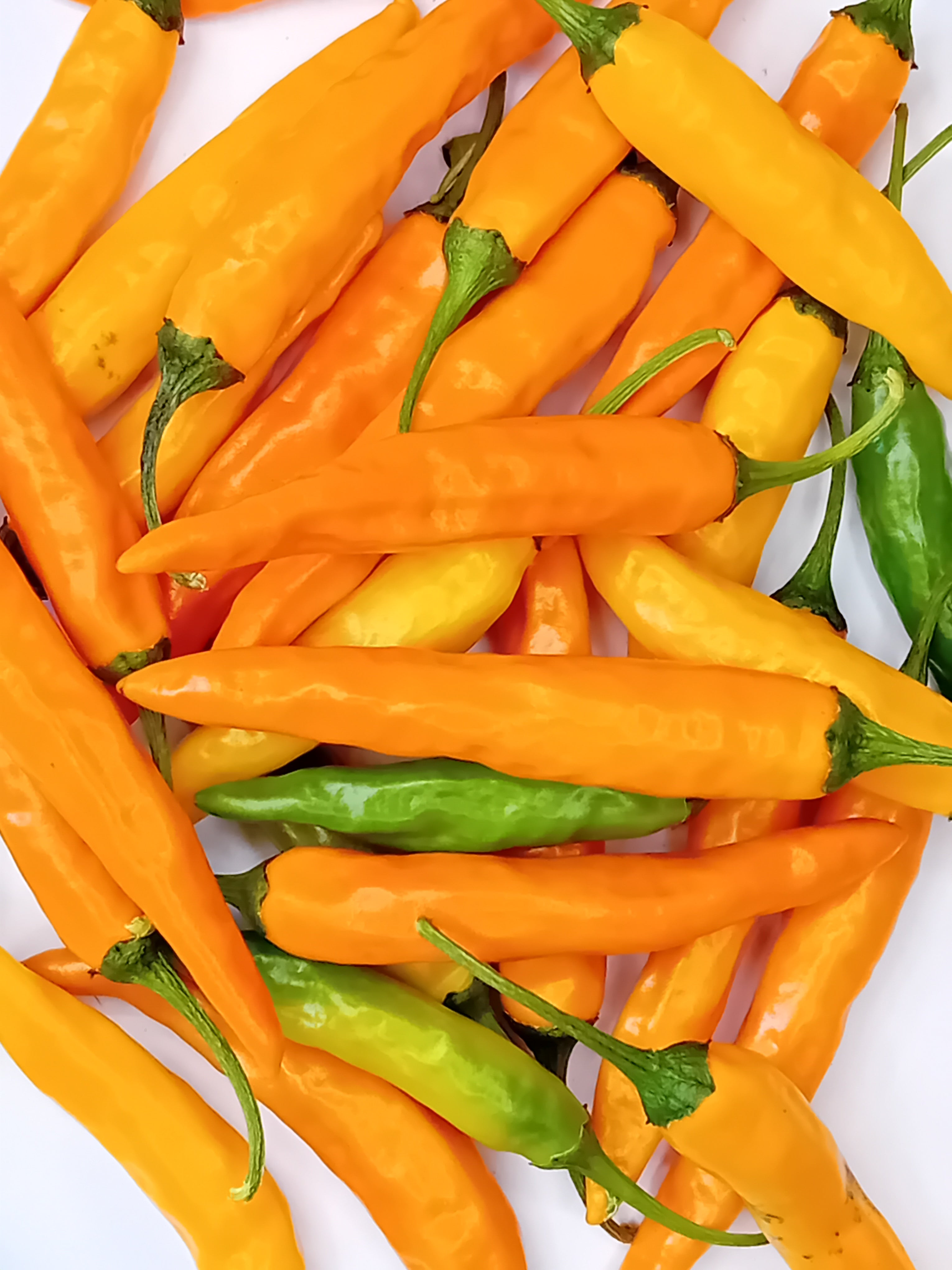 Răsad Ardei - Costeno Amarillo