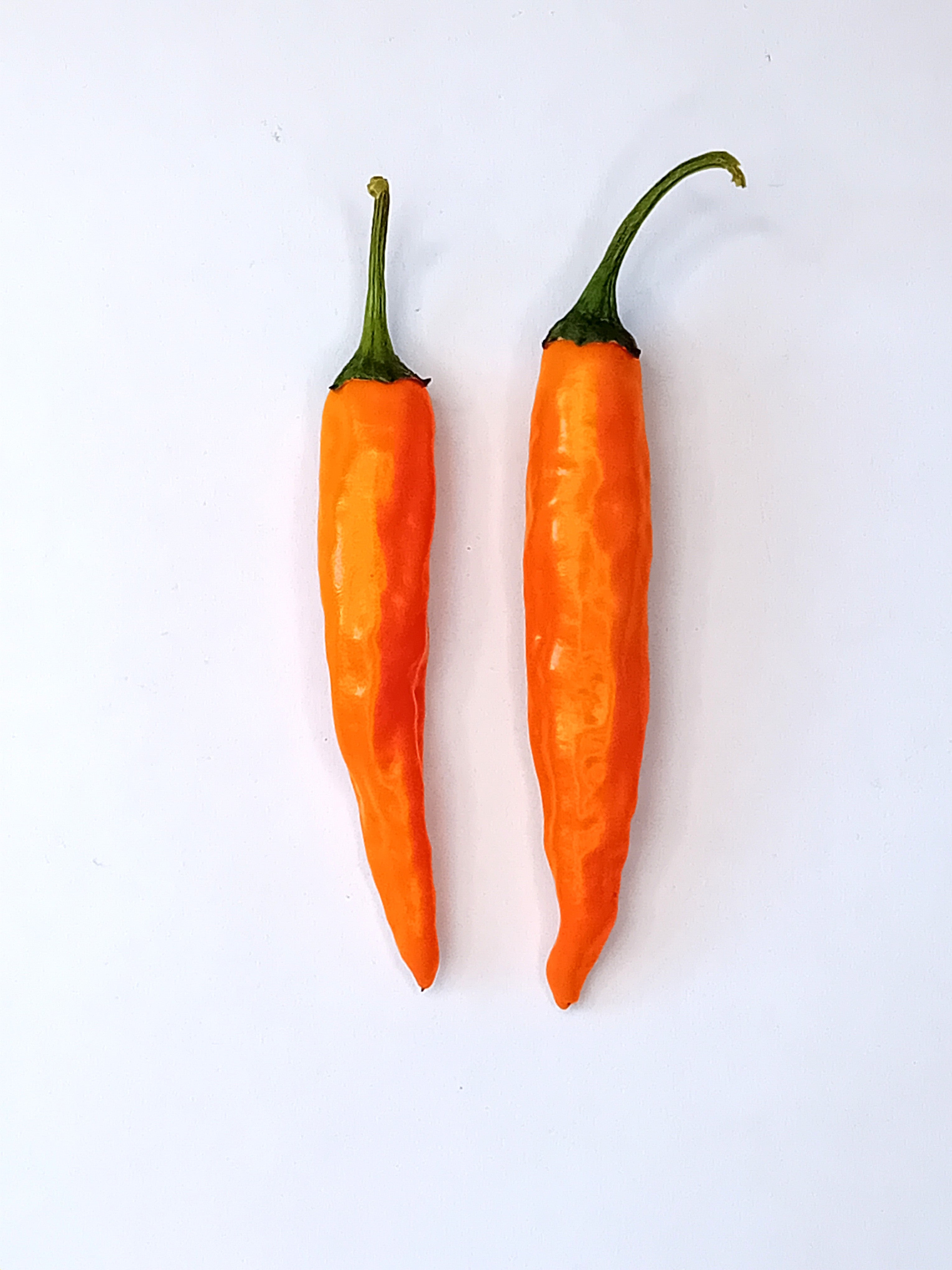 Răsad Ardei - Costeno Amarillo