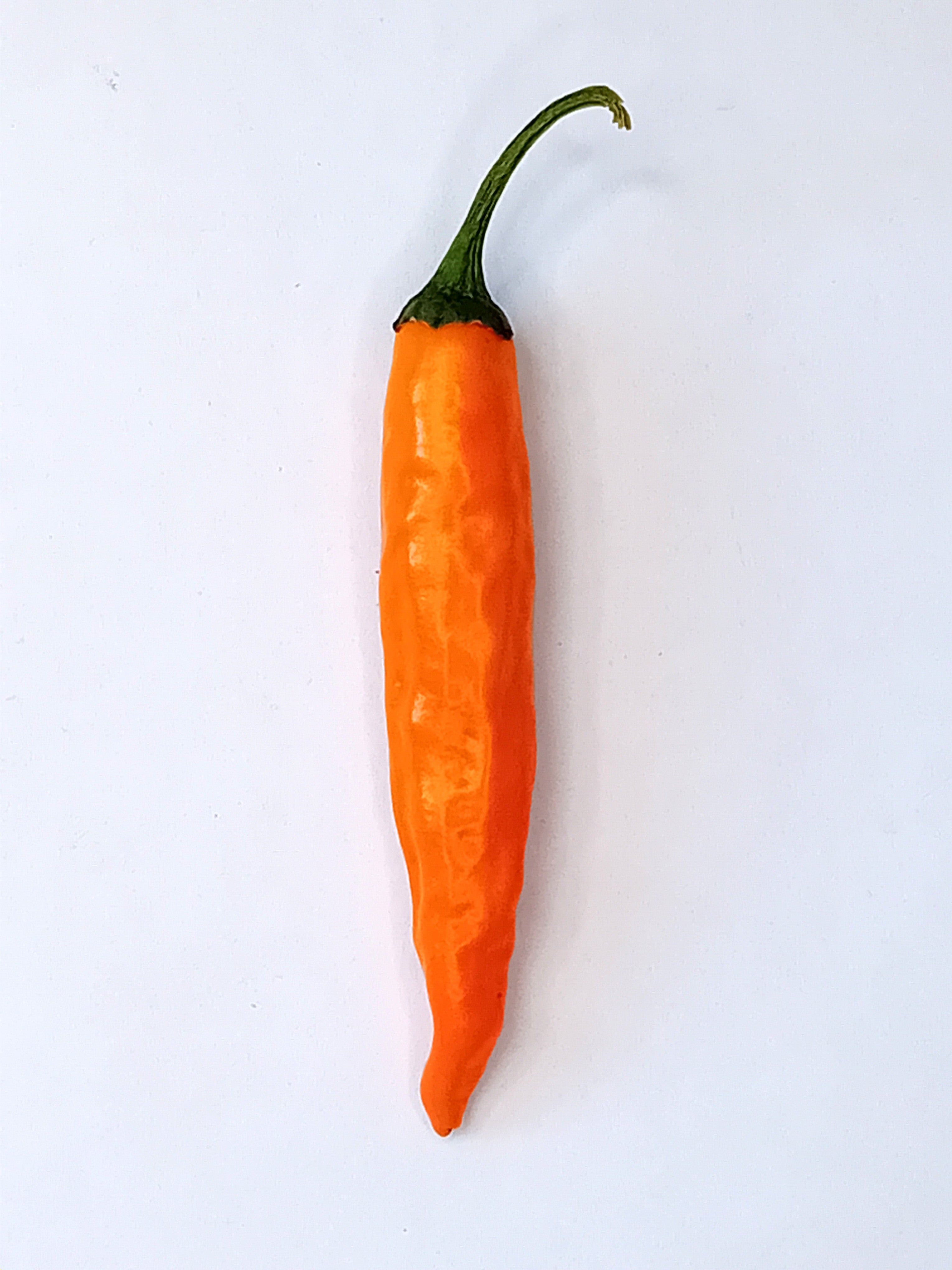 Răsad Ardei - Costeno Amarillo