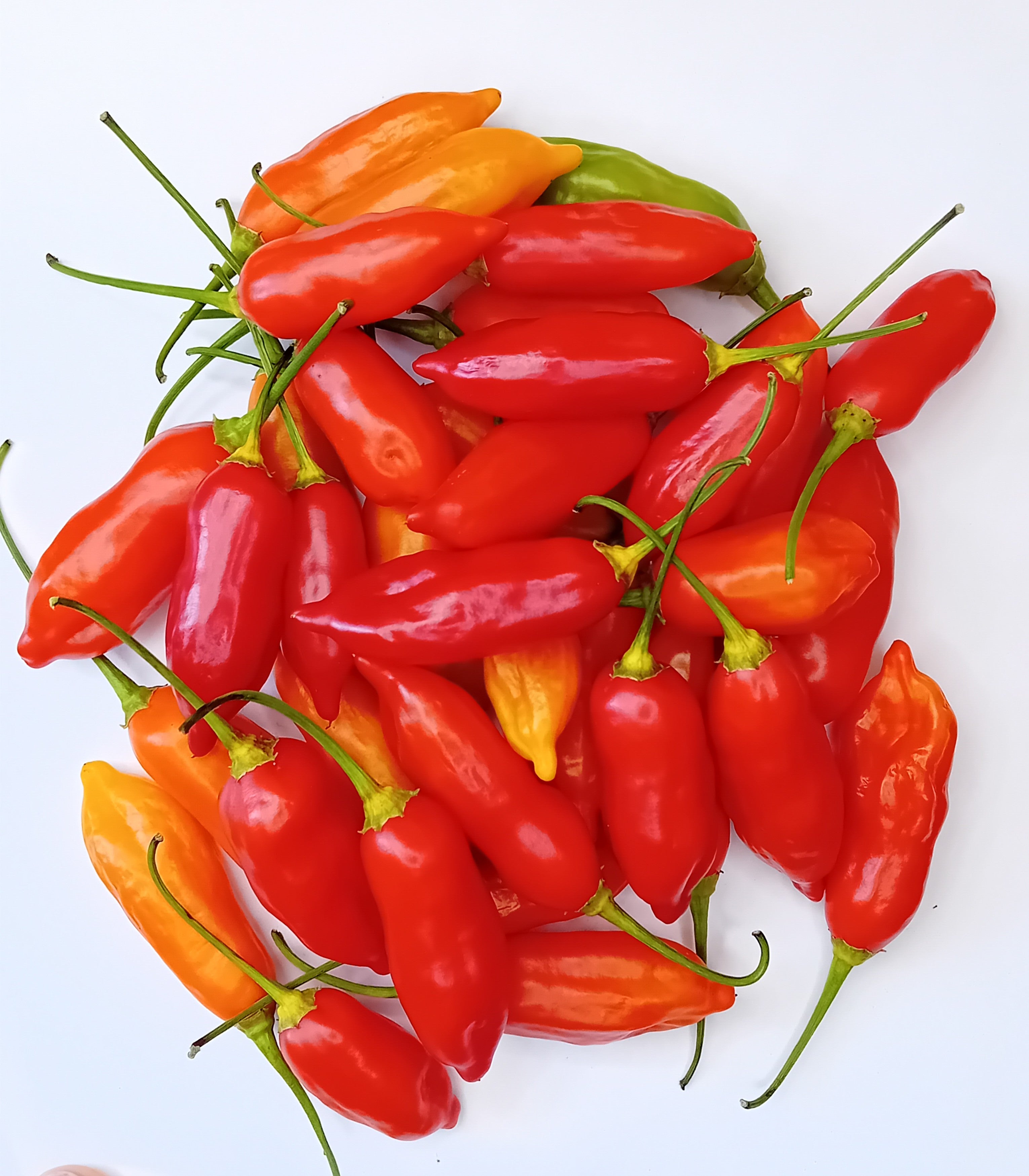 Răsad Ardei - Aji Flor Morado