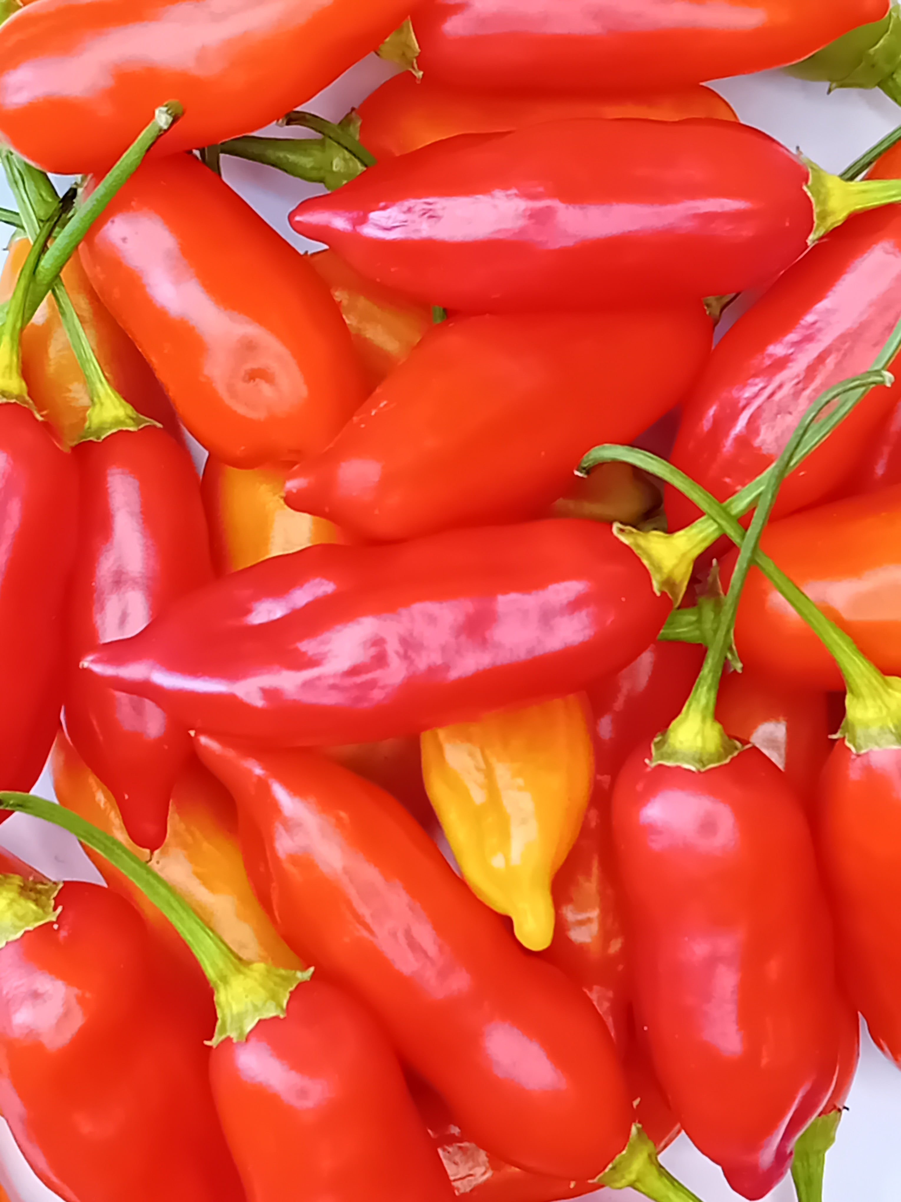 Răsad Ardei - Aji Flor Morado