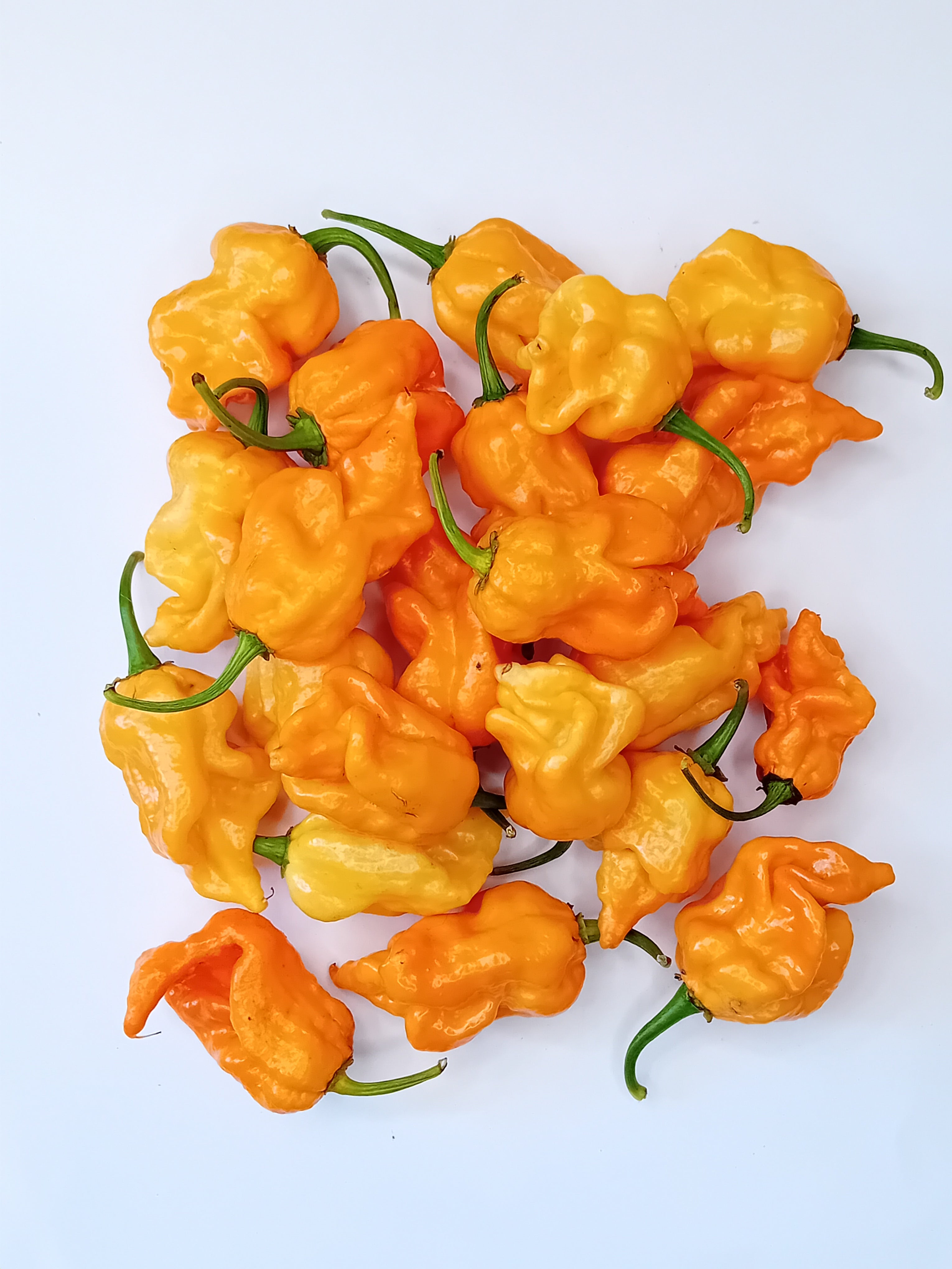 Răsad Ardei - 7 Pot Primo Heatless