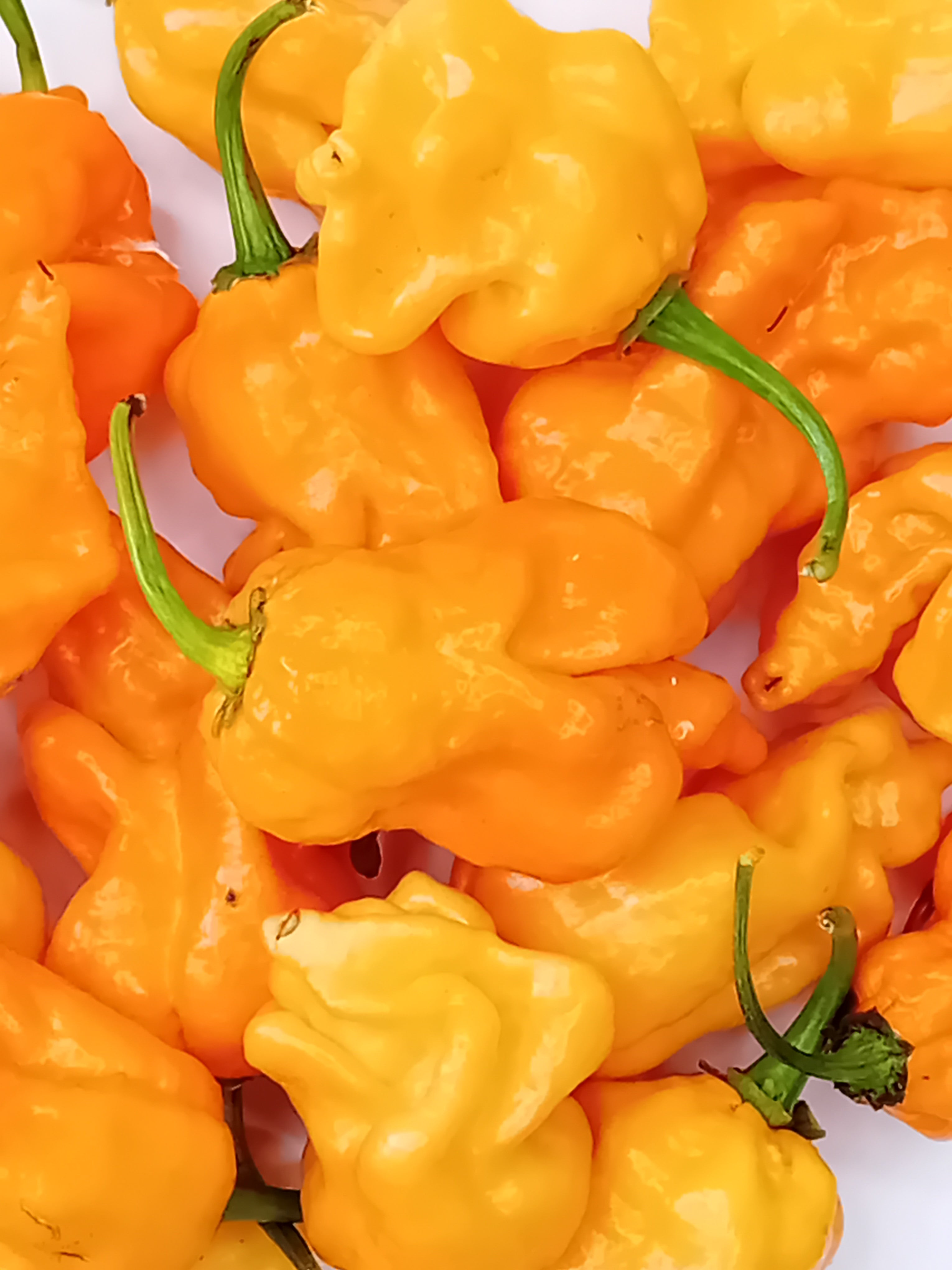 Răsad Ardei - 7 Pot Primo Heatless