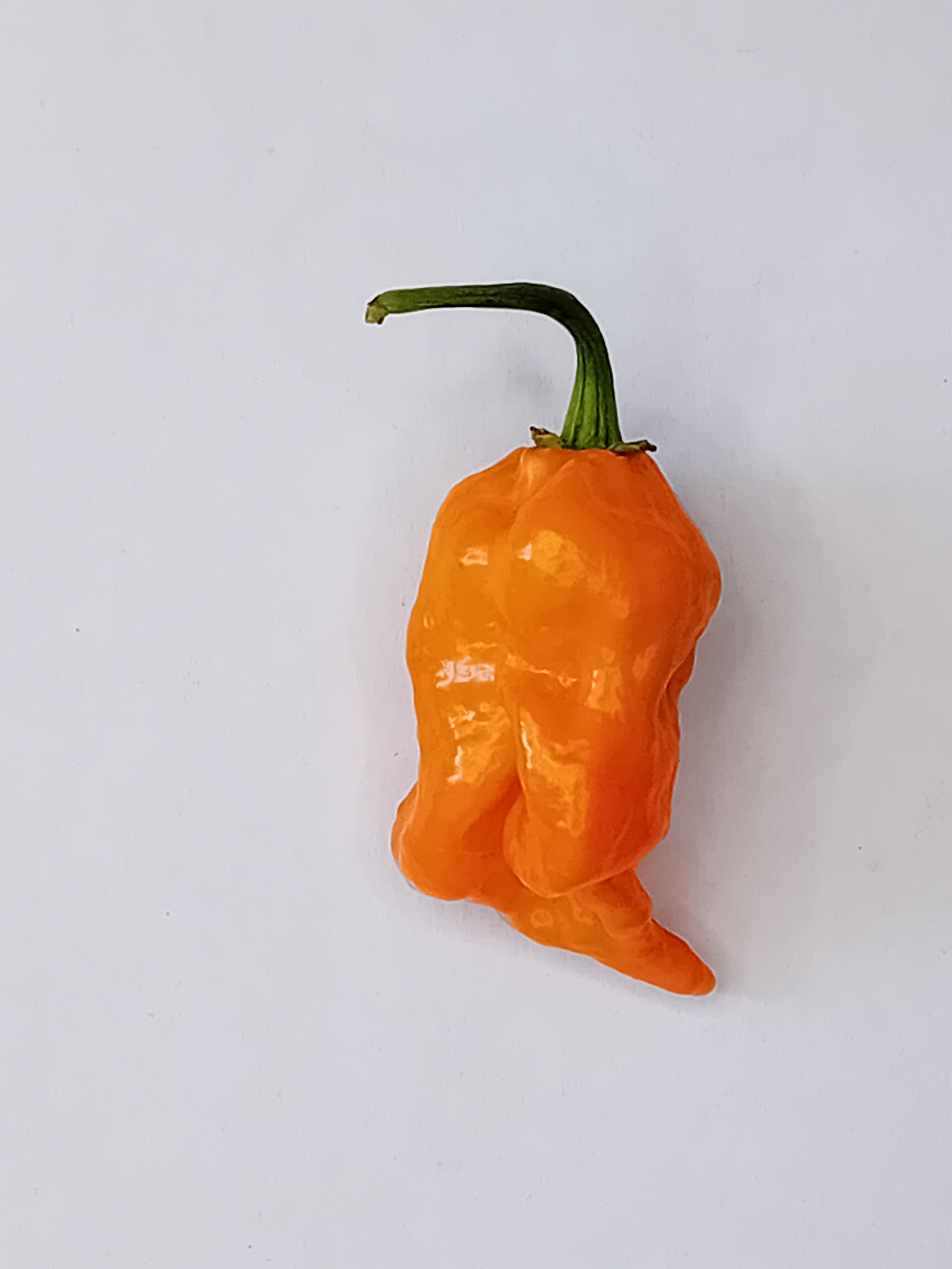 Răsad Ardei - 7 Pot Primo Heatless