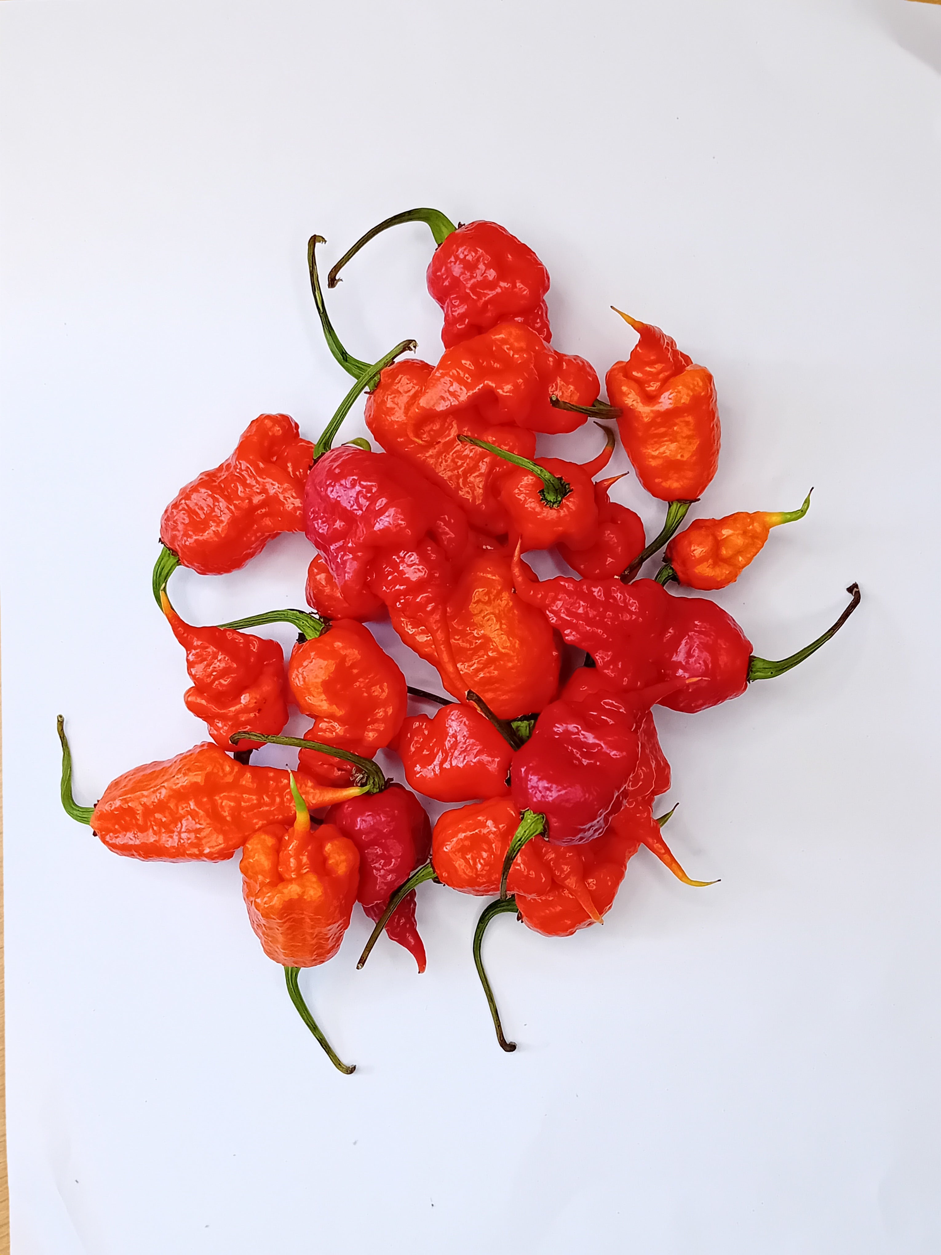 Seminţe Ardei - Reaper x SRTSL