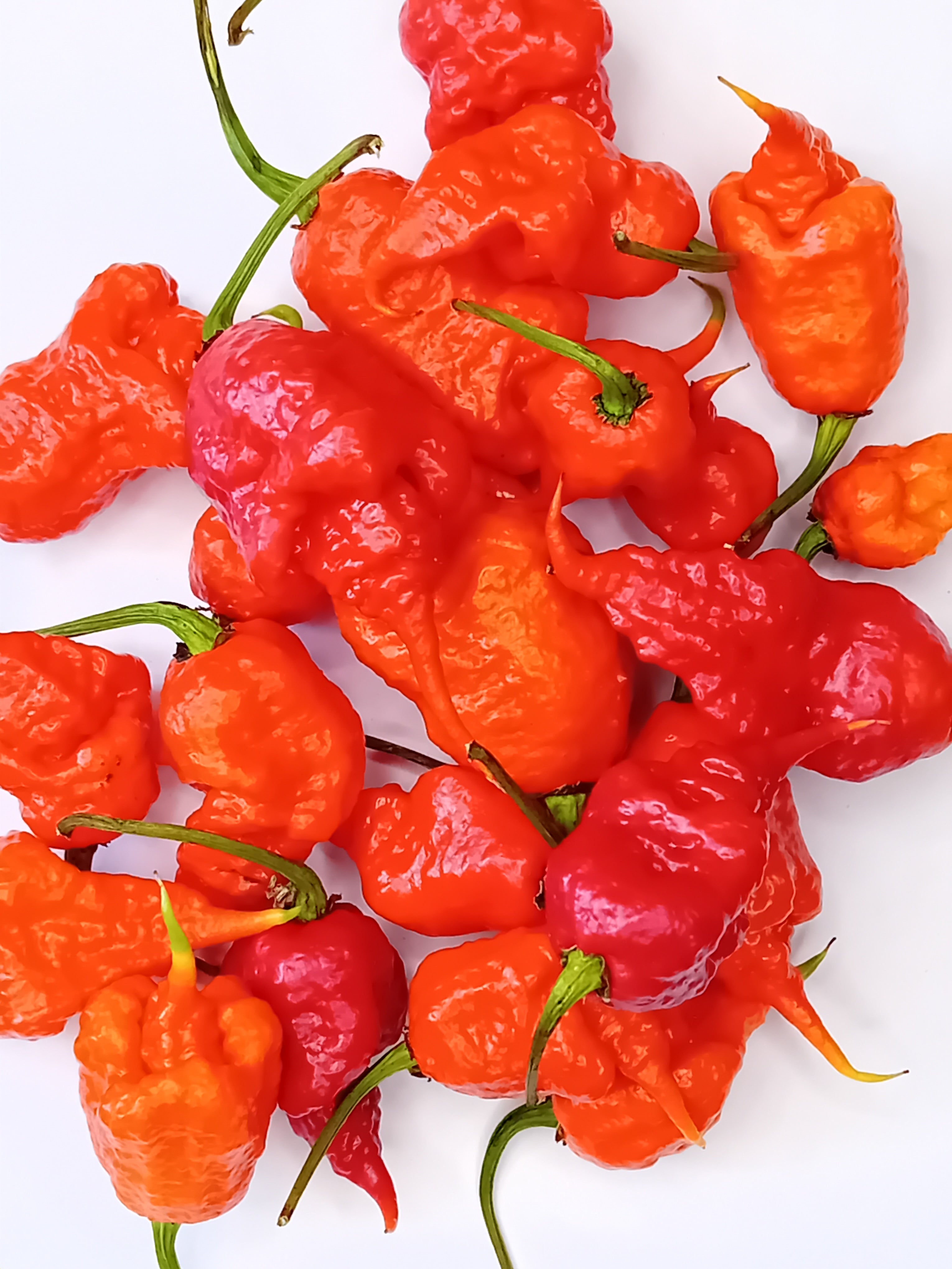 Seminţe Ardei - Reaper x SRTSL