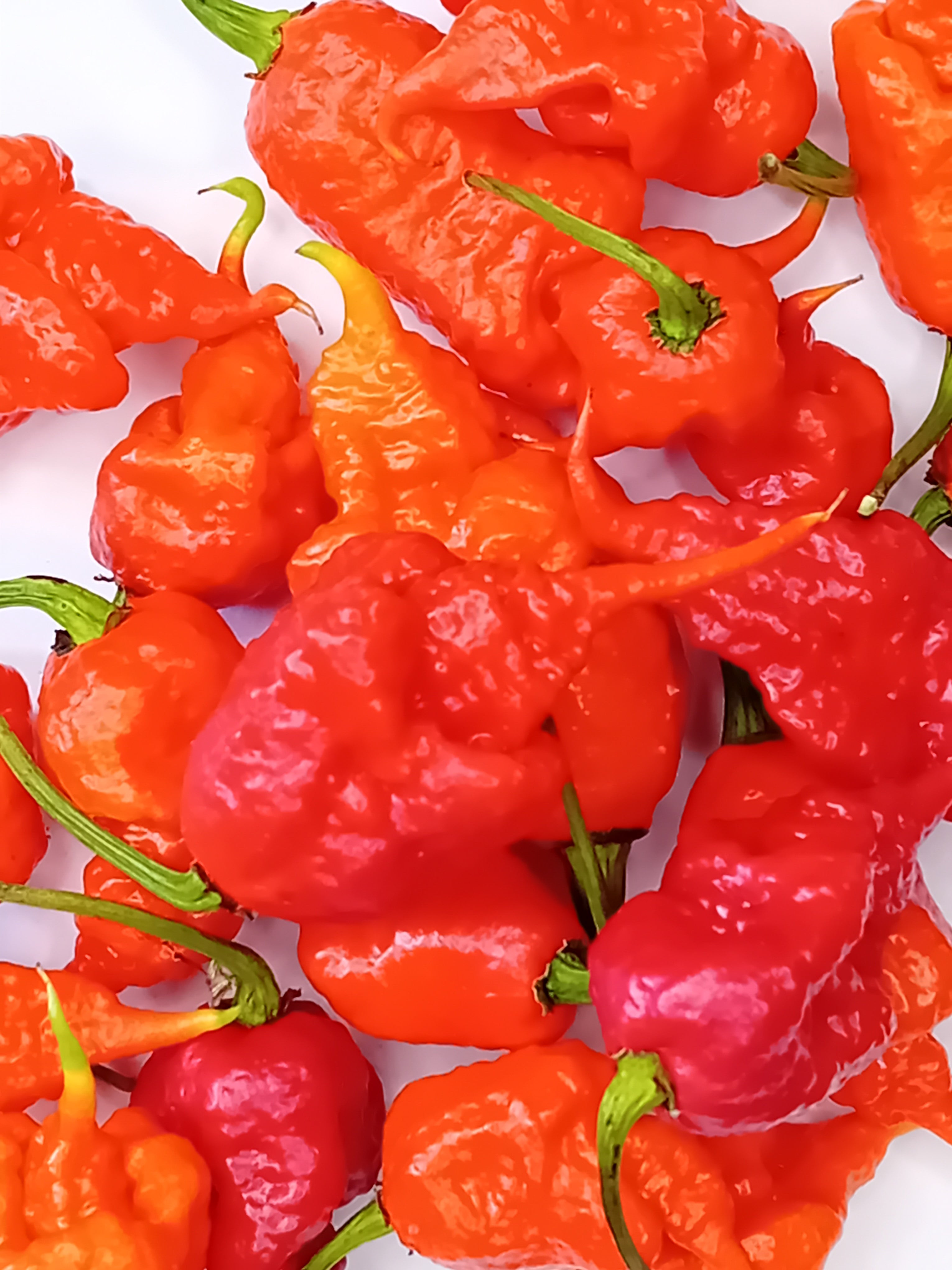 Seminţe Ardei - Reaper x SRTSL