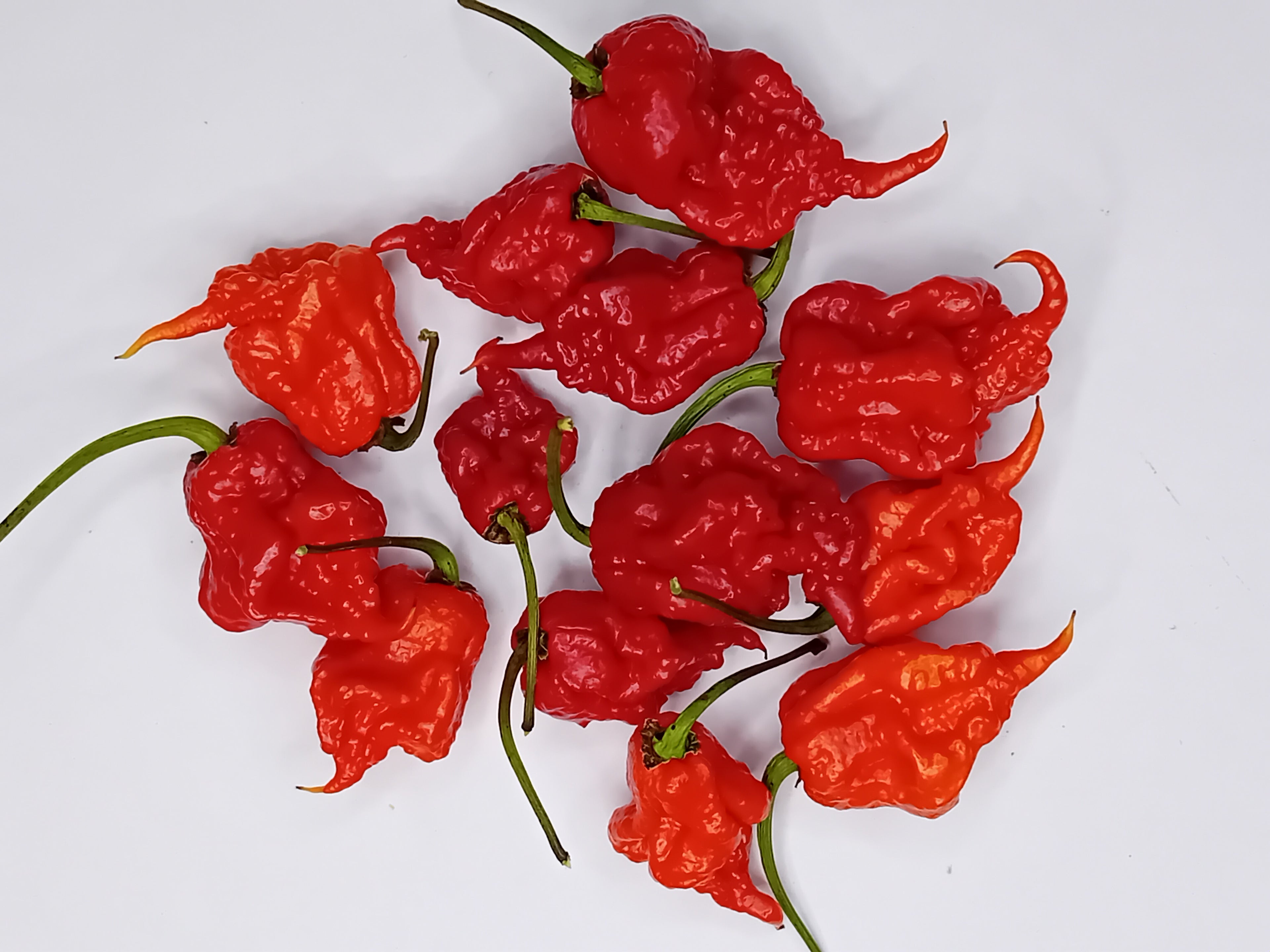 Răsad Ardei - 7 Pot Primo Red