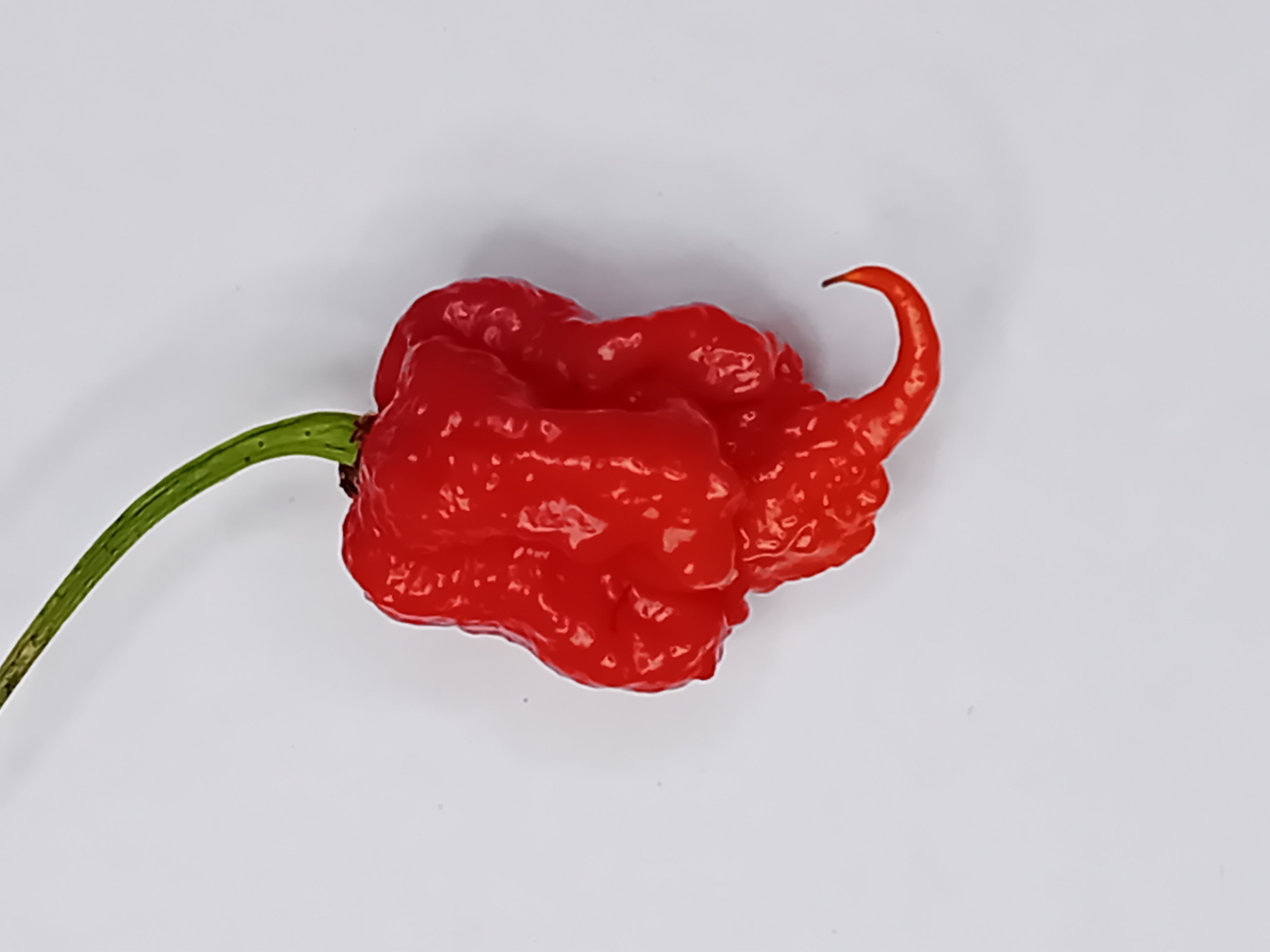 Răsad Ardei - 7 Pot Primo Red