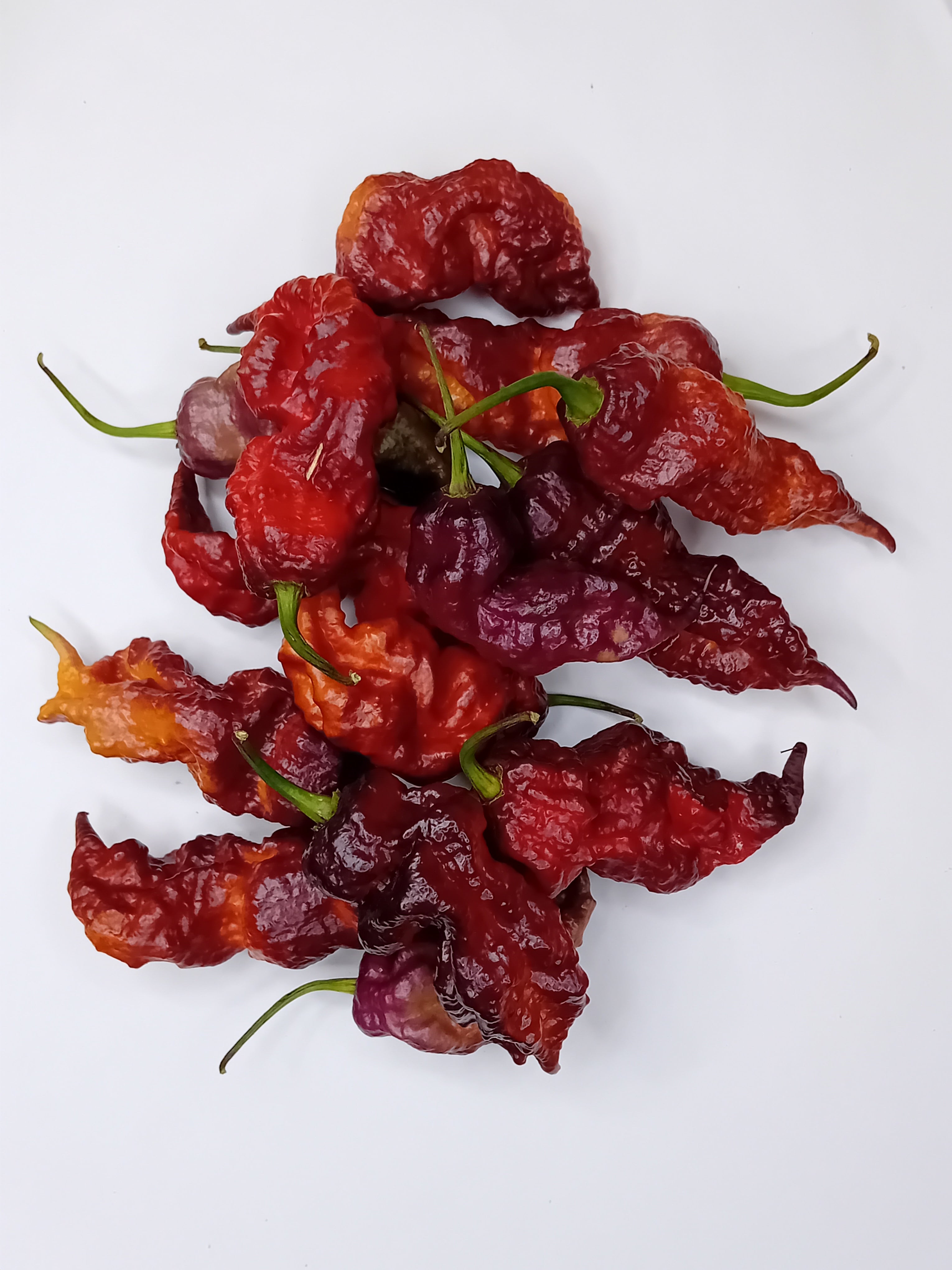 Seminţe Ardei - Purple Reaper x Naga Tiger